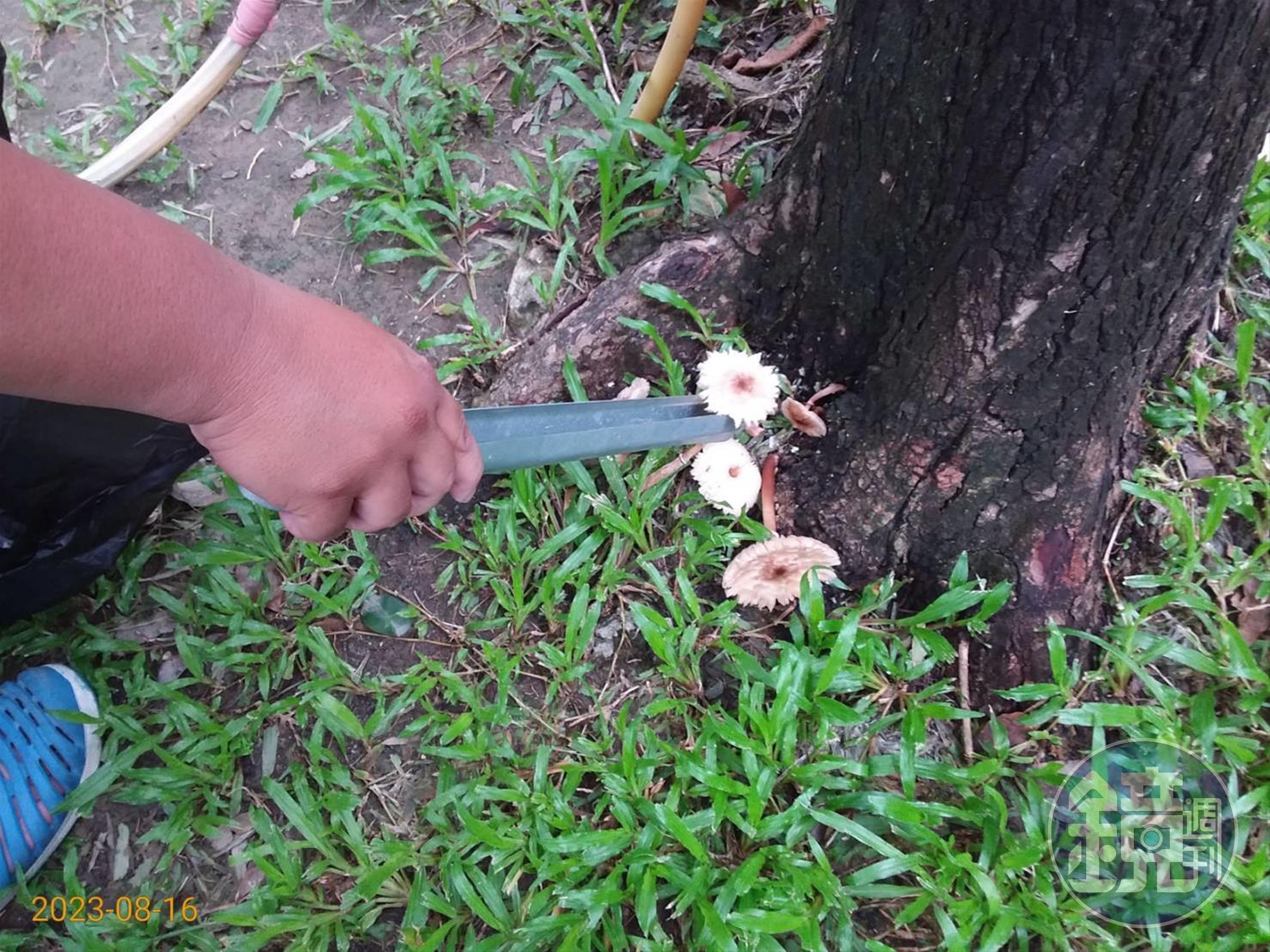 高市府已出手將有毒菌菇清除。（高雄市工務局提供）
