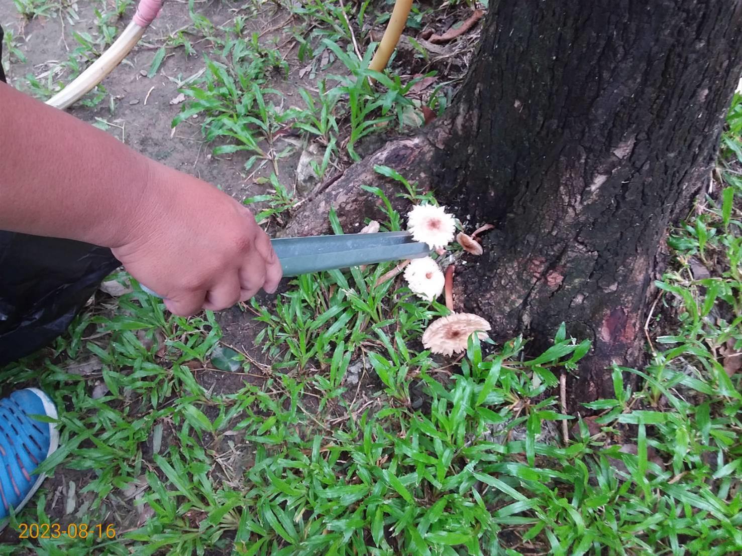 高市府已出手將有毒菌菇清除。（高雄市工務局提供）