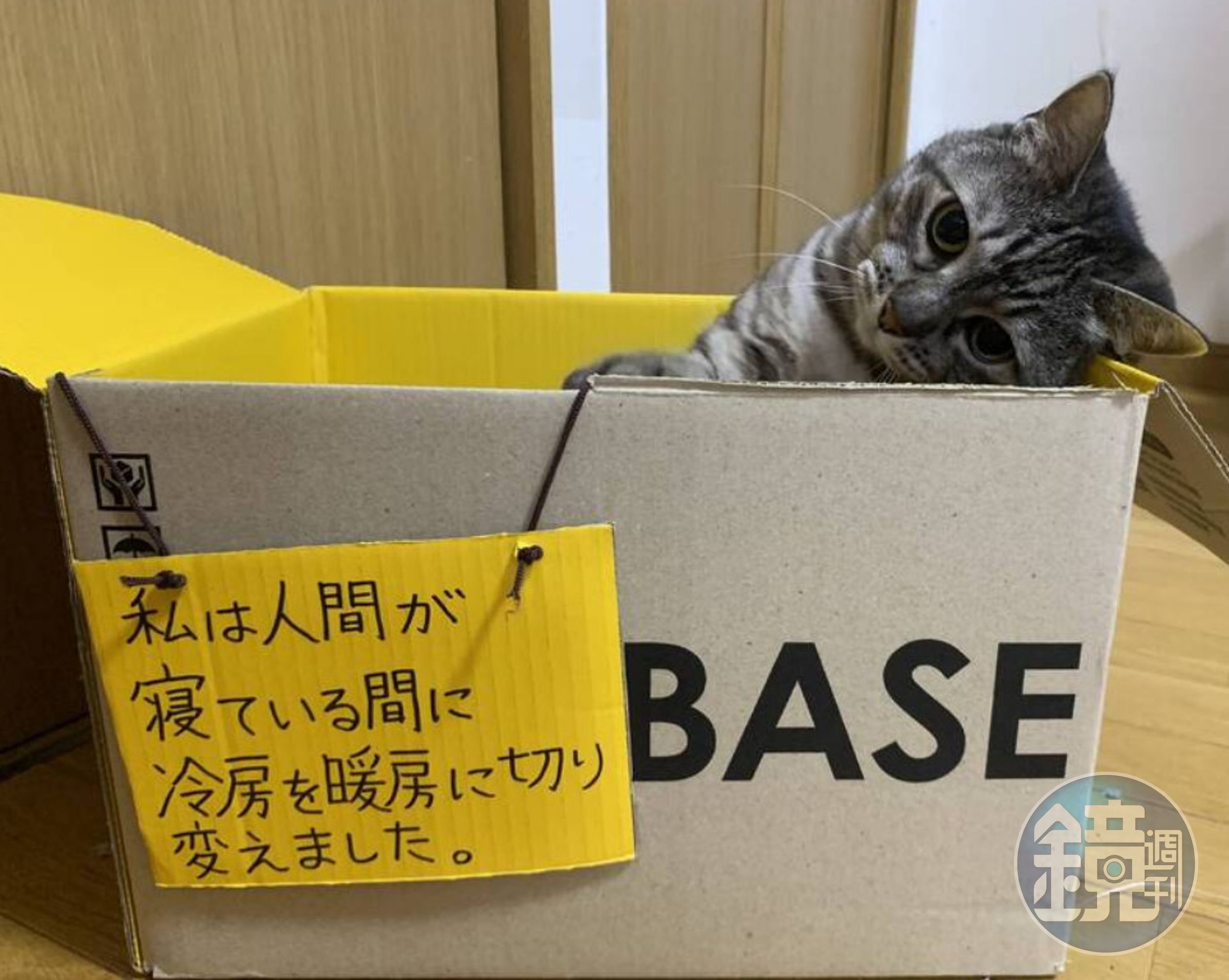 日本一名網友將愛貓關進紙箱內,懲罰牠誤將冷氣切換成暖氣,差點熱死他。(翻攝X@frfreeeen)