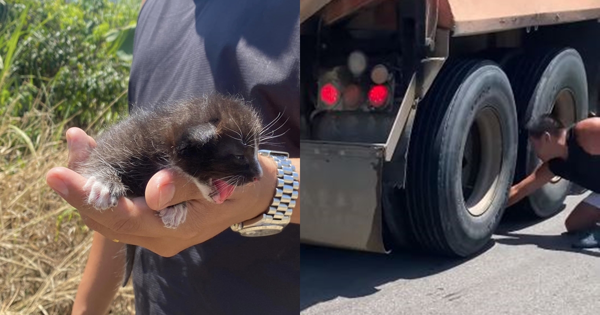 小奶貓逃過慘死輪下的命運，卻仍以悲劇收尾。（翻攝自有點毛毛的臉書）