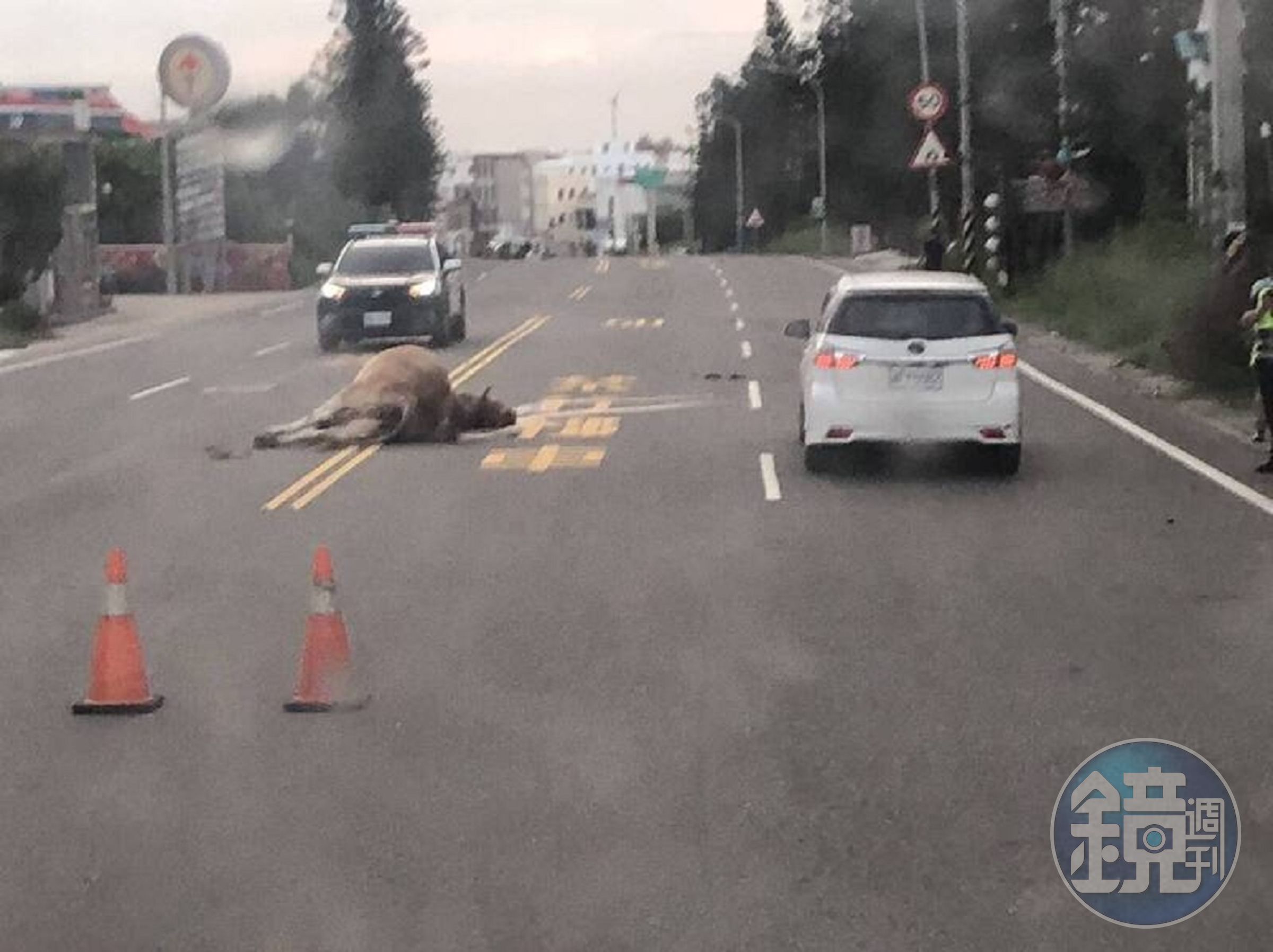 澎湖一頭母牛今清晨遭道酒駕男撞死。（翻攝畫面）