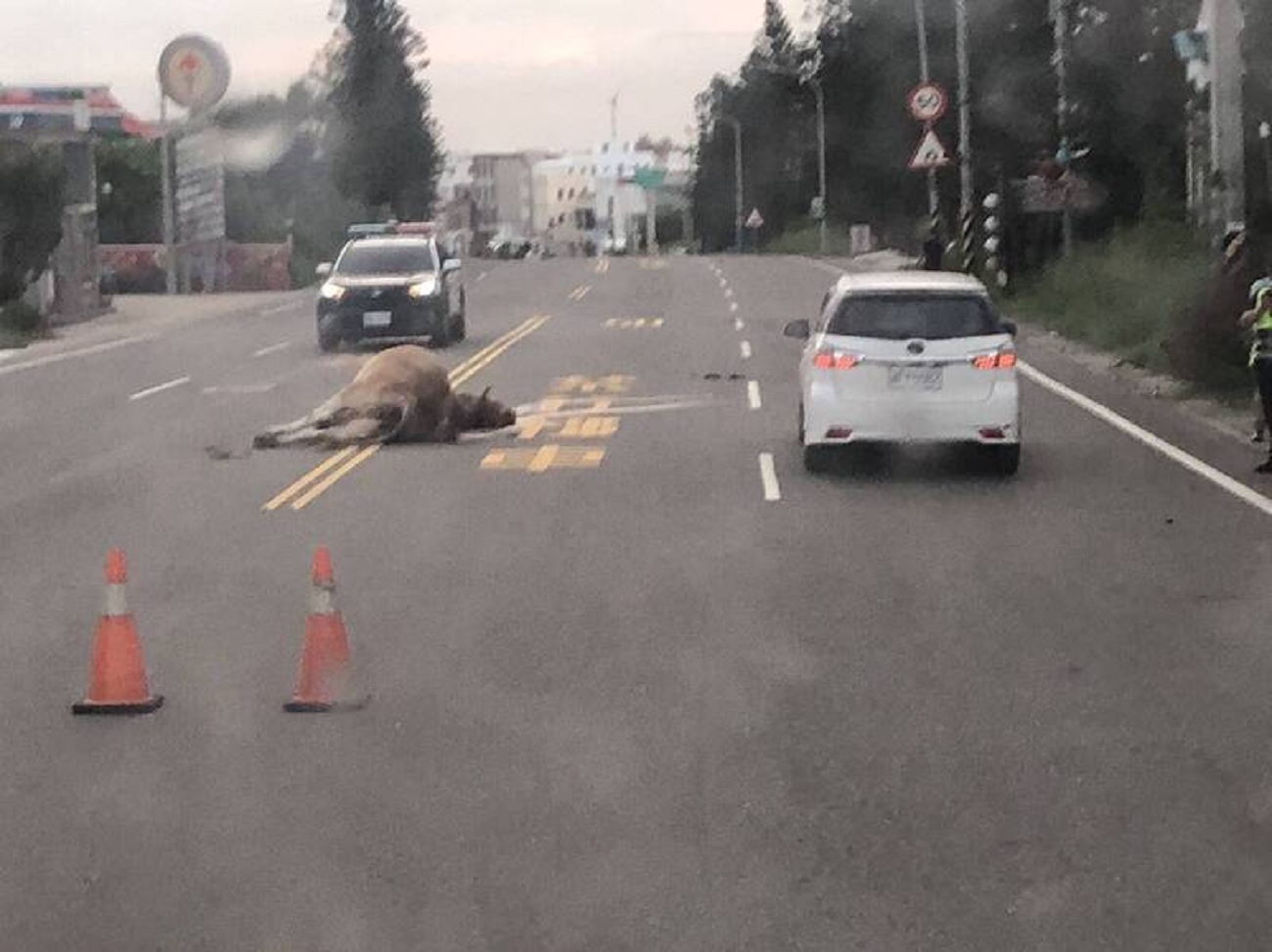 澎湖一頭母牛今清晨遭道酒駕男撞死。（翻攝畫面）