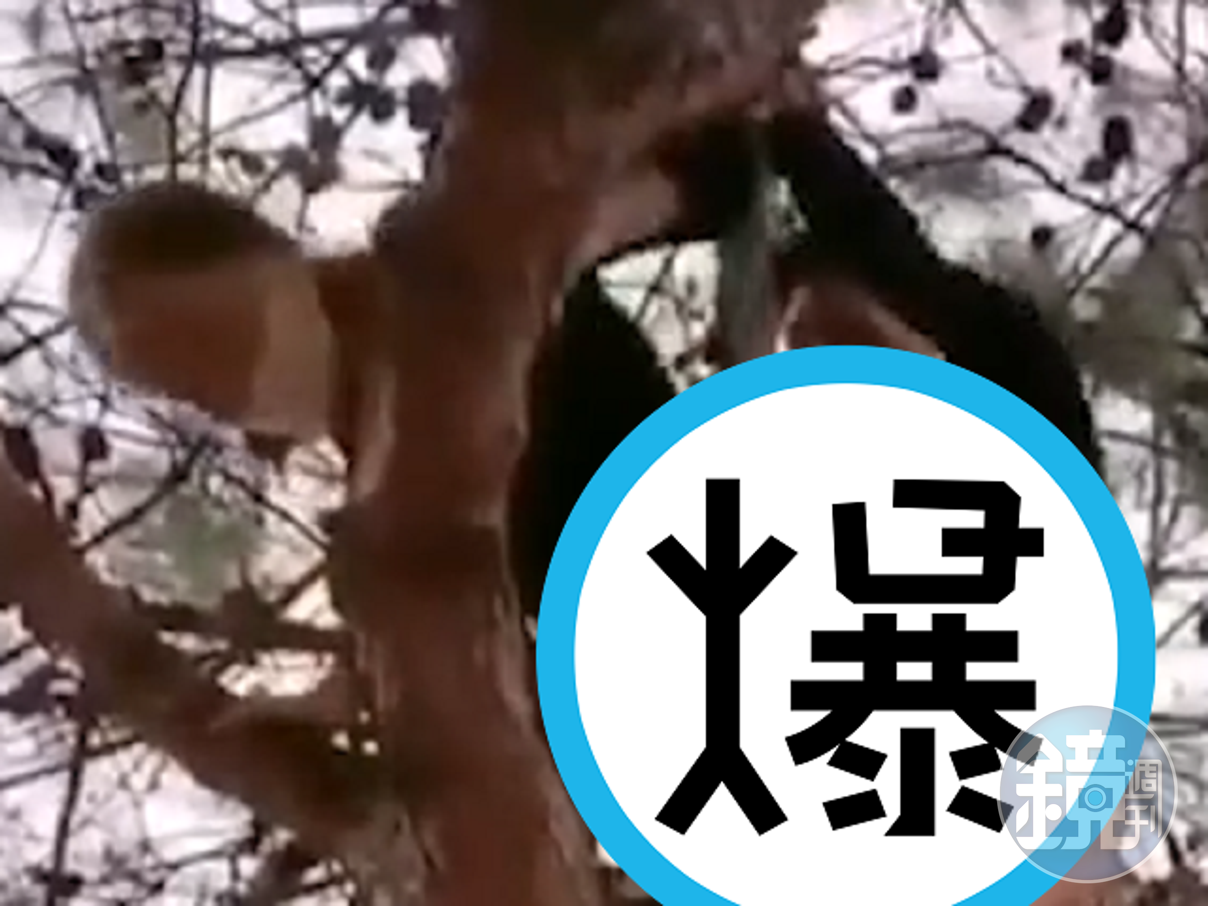 做情色直播不容易!超越車震出奇招,「無尾熊愛抱大樹幹」難度太高。(翻自《51吃瓜網》)