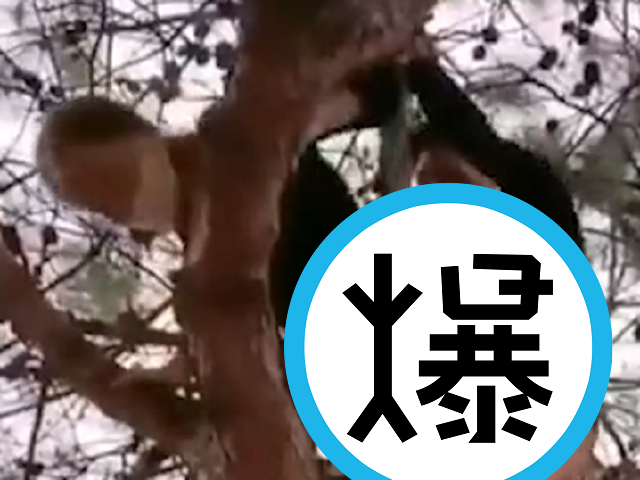 做情色直播不容易！超越車震出奇招，「無尾熊愛抱大樹幹」難度太高。（翻自《51吃瓜網》）