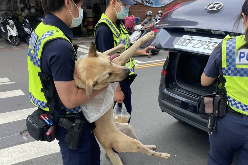 台中市米克斯犬「水管」擅闖民宅遭警方帶走。（翻攝畫面）
