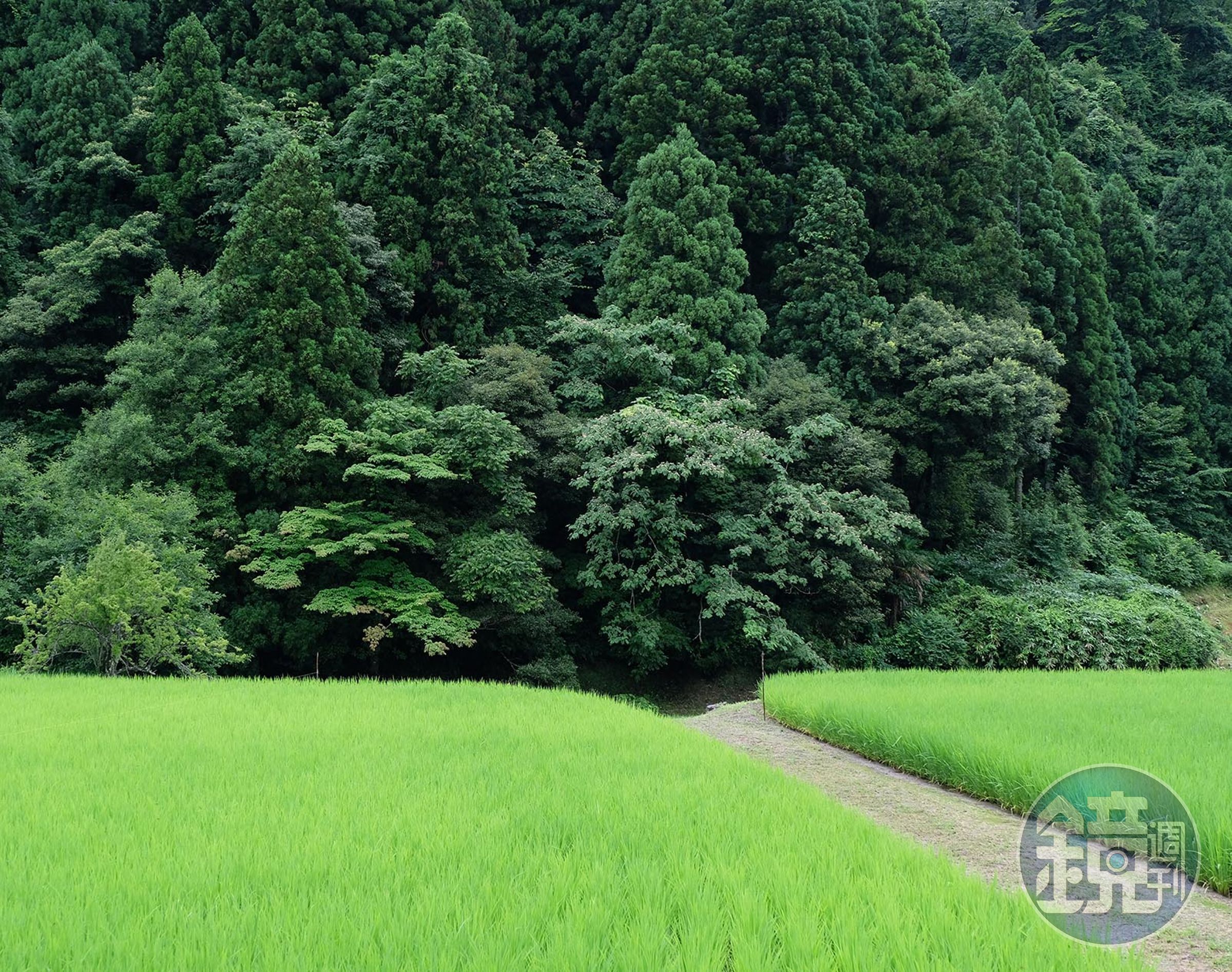 如果有機會到日本富山縣,一定要去拜訪擁有自家稻田的白岩酒造。(樂活酒窖提供)
