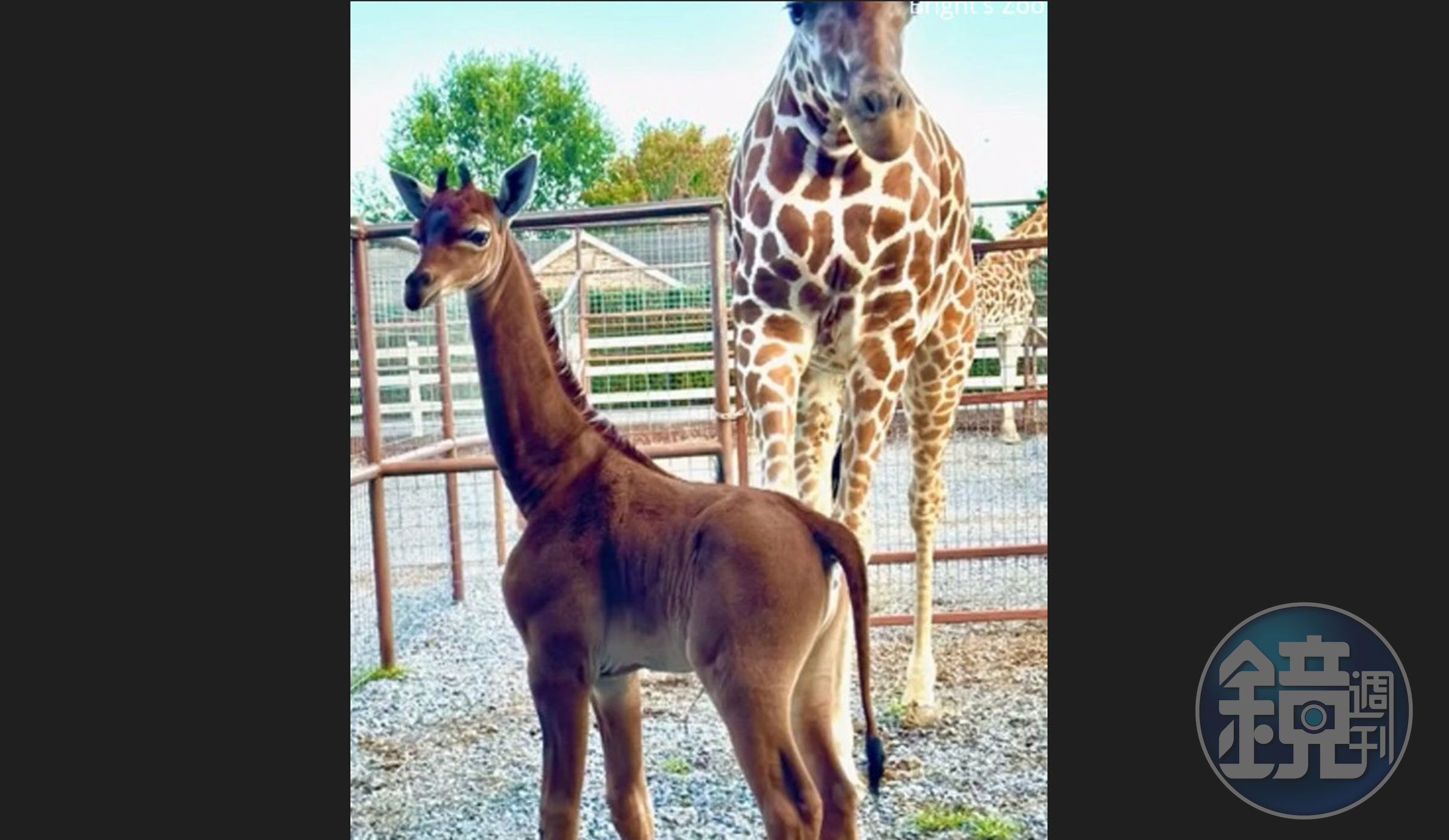 美國布萊茲動物園誕生一隻獨特的雌性網紋小長頸鹿，全身無斑點，引起全球關注。（翻攝X@CBSNews）