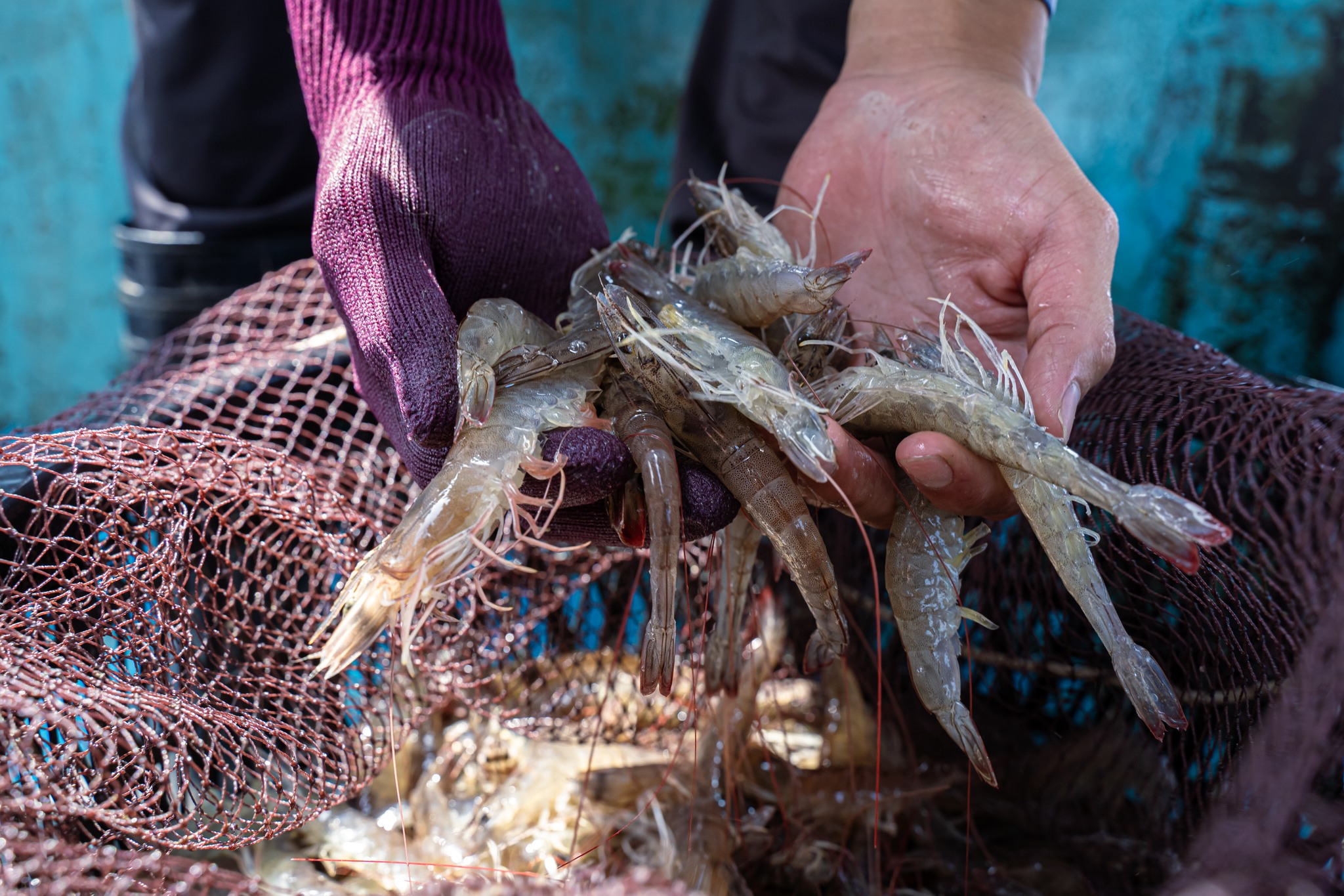 來自太陽能的水產白蝦，是泓德能源漁電共生的首次漁獲。（翻攝自星源漁業臉書）