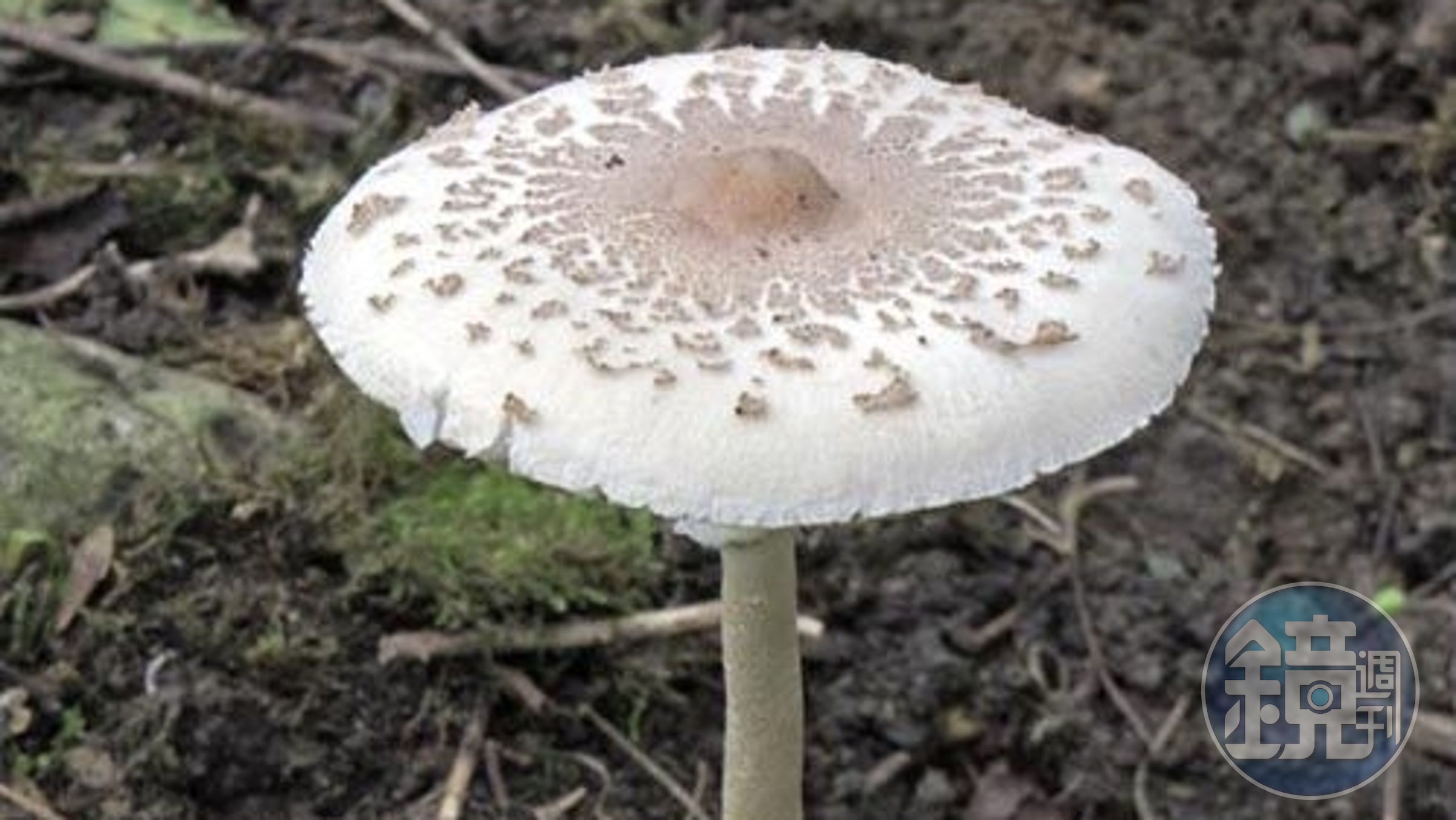 台中一名56歲女子隨地採摘公園的野菇當晚餐，吃完後中毒送醫。（綠褶菇示意圖，翻攝自衛福部官網）
