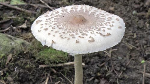 台中一名56歲女子隨地採摘公園的野菇當晚餐，吃完後中毒送醫。（綠褶菇示意圖，翻攝自衛福部官網）