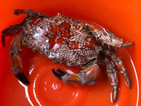 澎湖漁民捕獲色彩鮮艷的螃蟹，結果是目前已知最毒的「繡花脊熟若蟹」，一隻毒素就能毒死400至500位成年人。（民眾提供）
