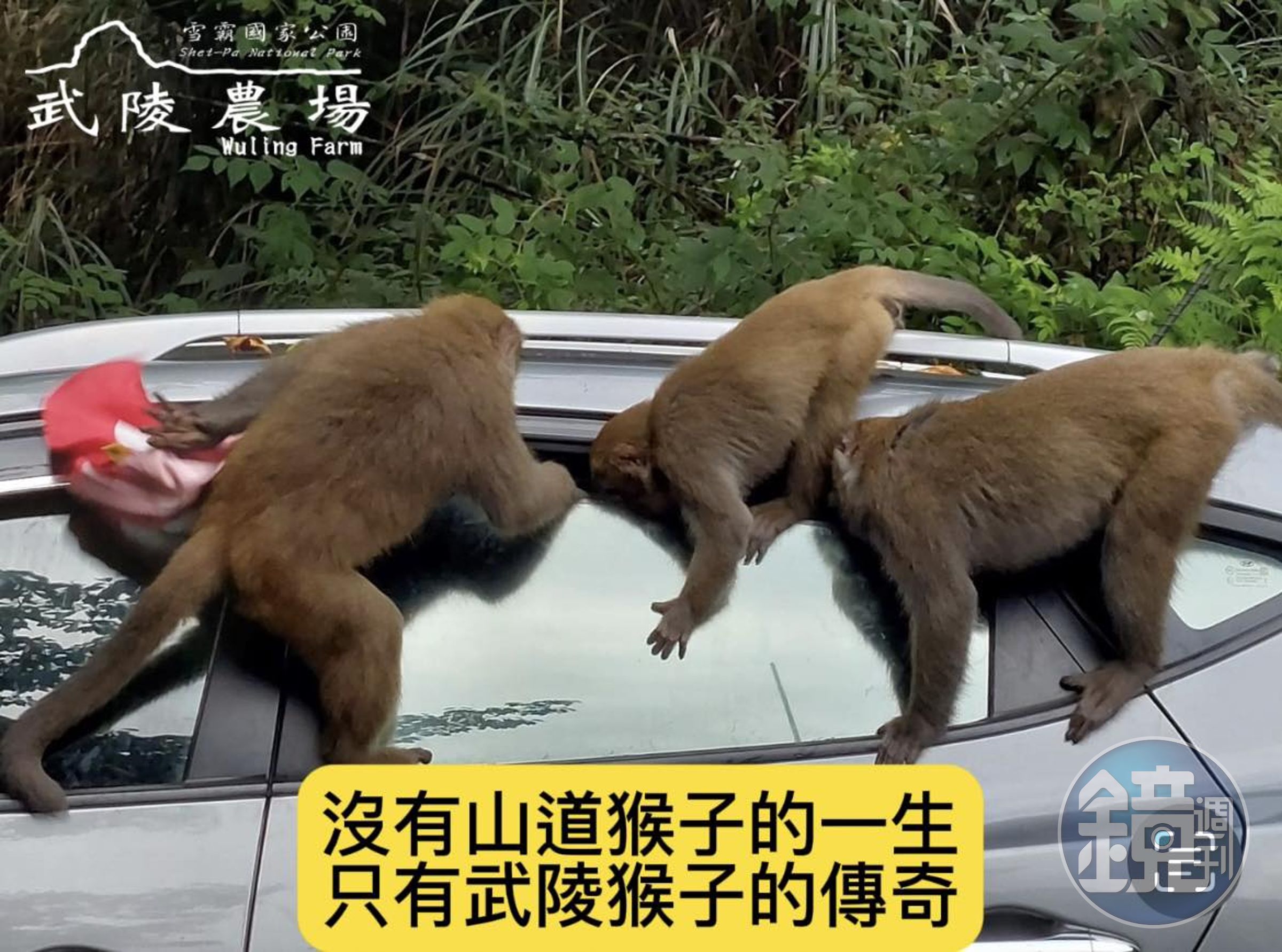 網友抱怨武陵農場猴群囂張,常闖入人類住宿區,有時也會攻佔汽機車。(翻攝武陵農場臉書粉專)