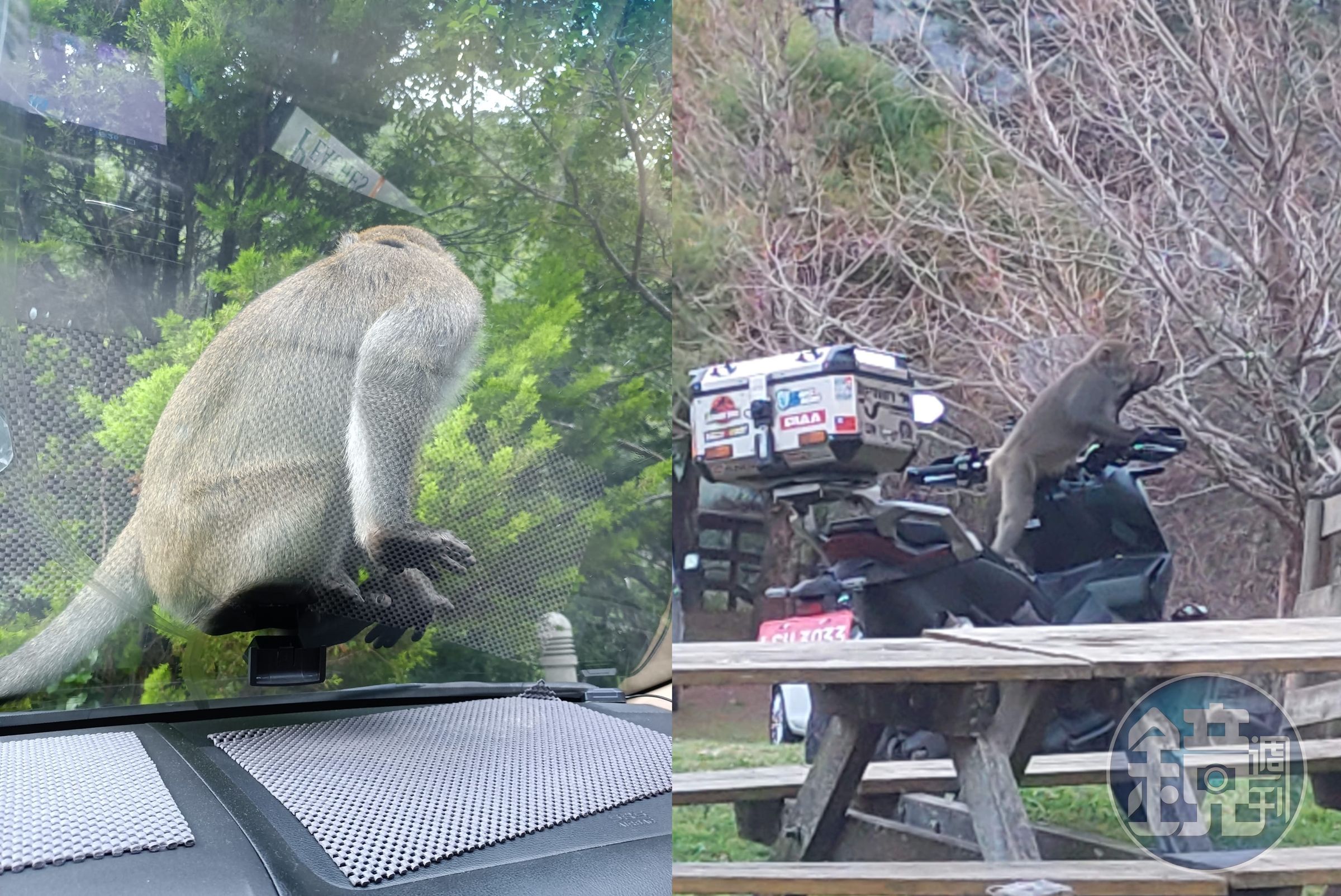 武陵農場傳出猴群會搶奪遊客食物,不少遊客抱怨連連。(翻攝武陵農場臉書粉專)