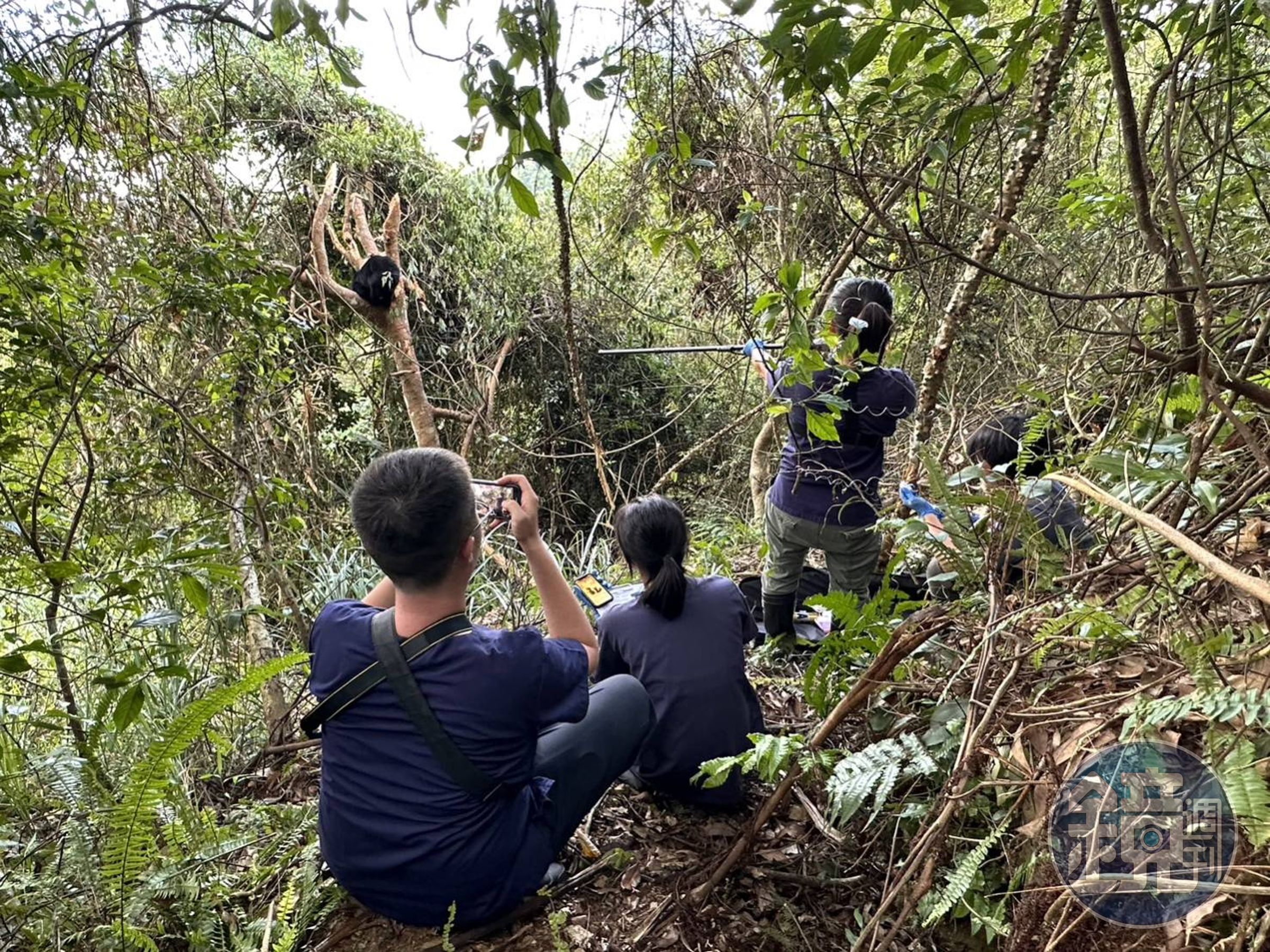 林業保育署台東分署會同野灣野生動物保育協會醫療團隊及村長邱志強等人前往救援,並由獸醫施打麻醉針。(林業保育署台東分署提供)
