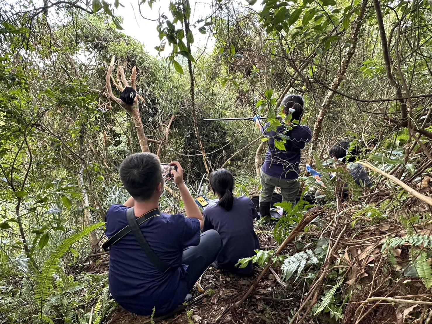 林業保育署台東分署會同野灣野生動物保育協會醫療團隊及村長邱志強等人前往救援,並由獸醫施打麻醉針。(林業保育署台東分署提供)