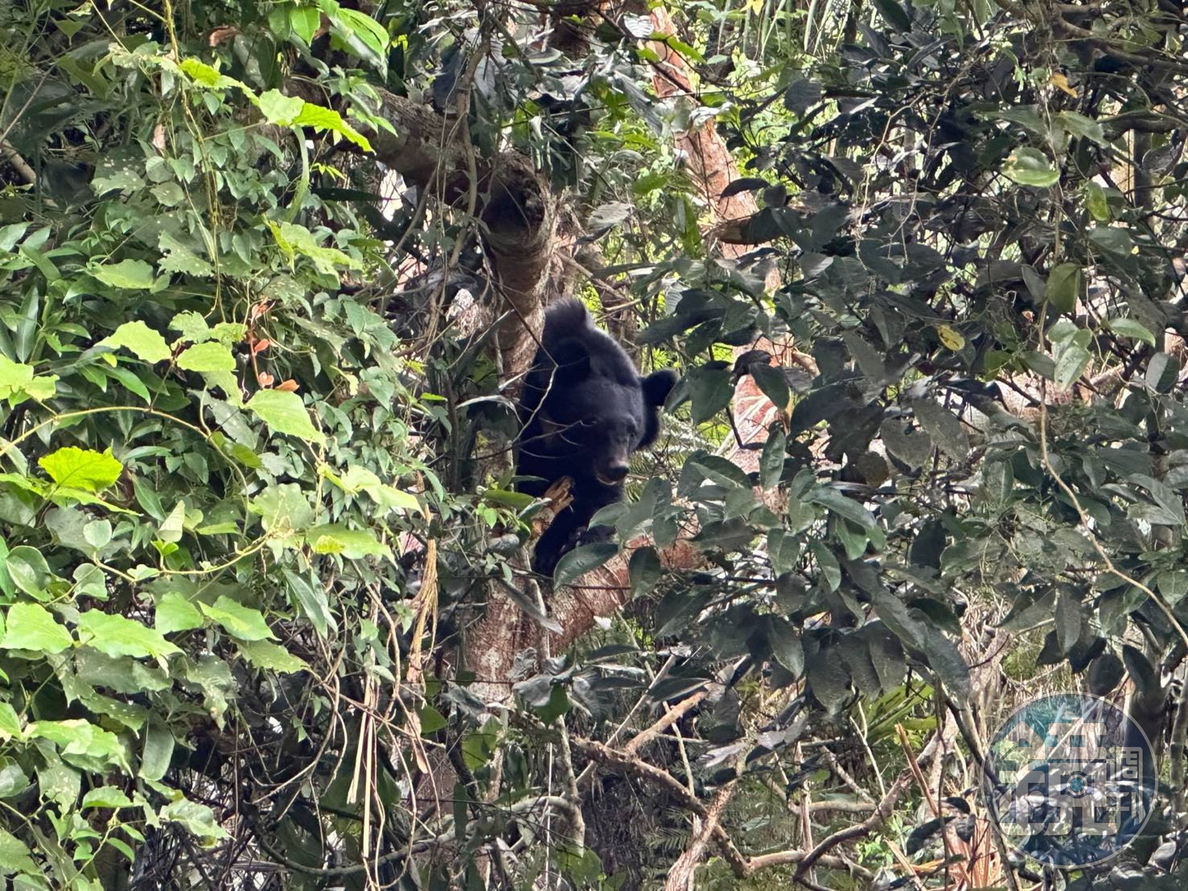 一隻成年黑熊近日誤觸陷阱,受困在樹上。(林業保育署台東分署提供)