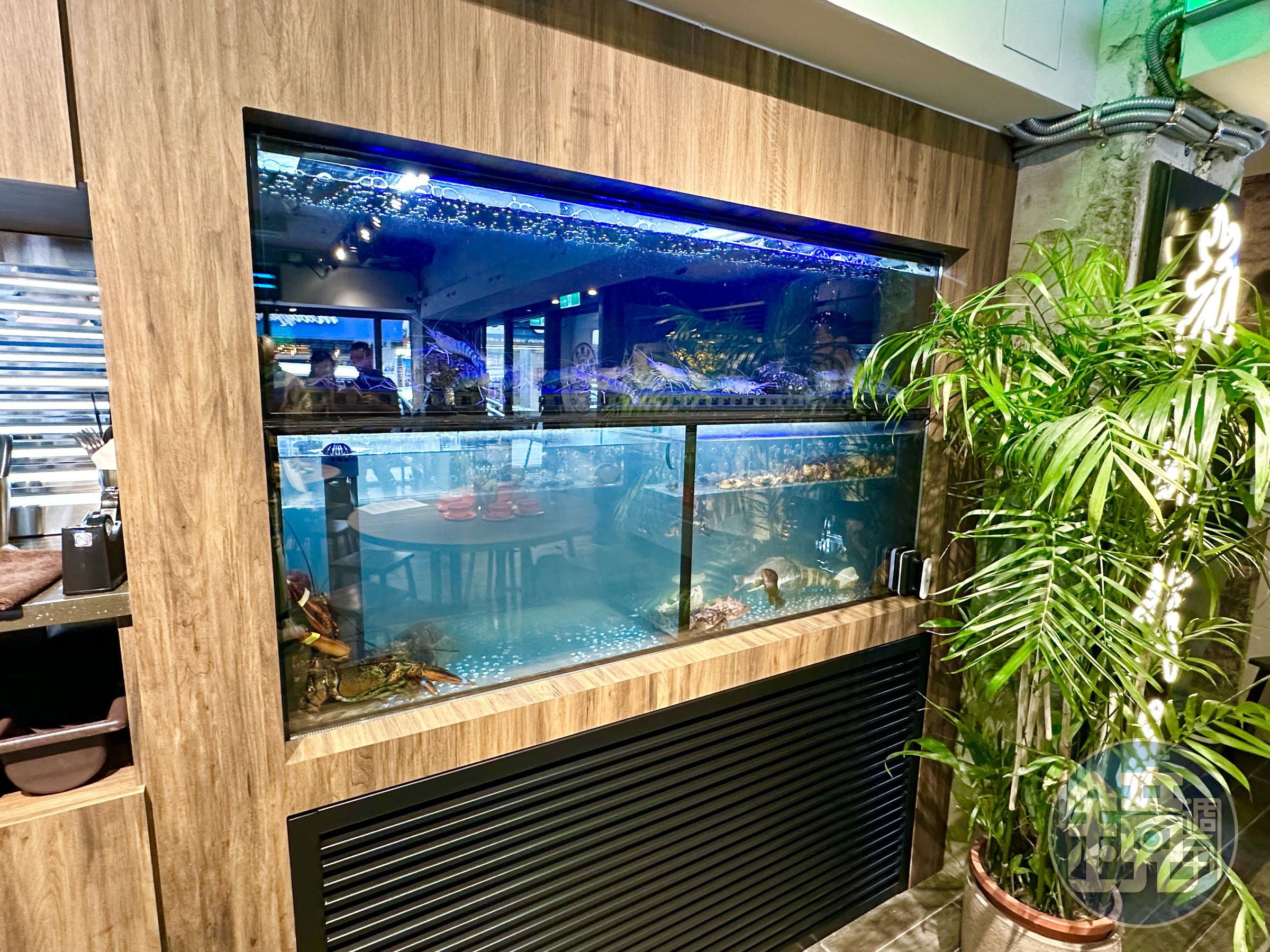 水族箱裡養著台灣時令或進口海鮮，像是「波士頓龍蝦撈麵」就用活龍蝦製作。