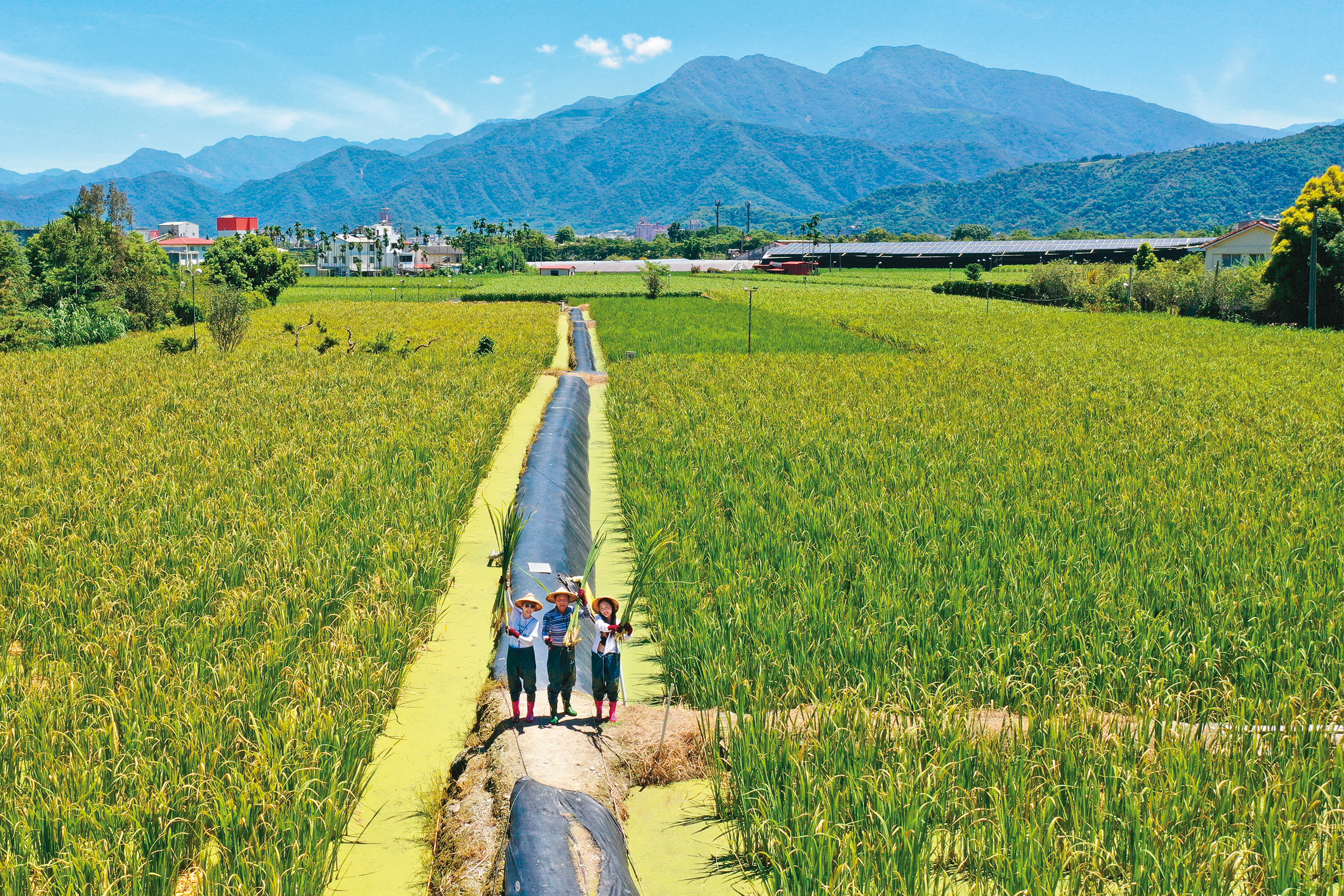 南投埔里得天獨厚的地理環境，孕育出台灣品質最優良的茭白筍。