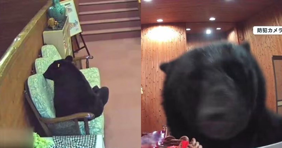 黑熊闖進日光市一間溫泉旅館，坐在沙發上休息。（翻攝自FNNプライムオンライン）