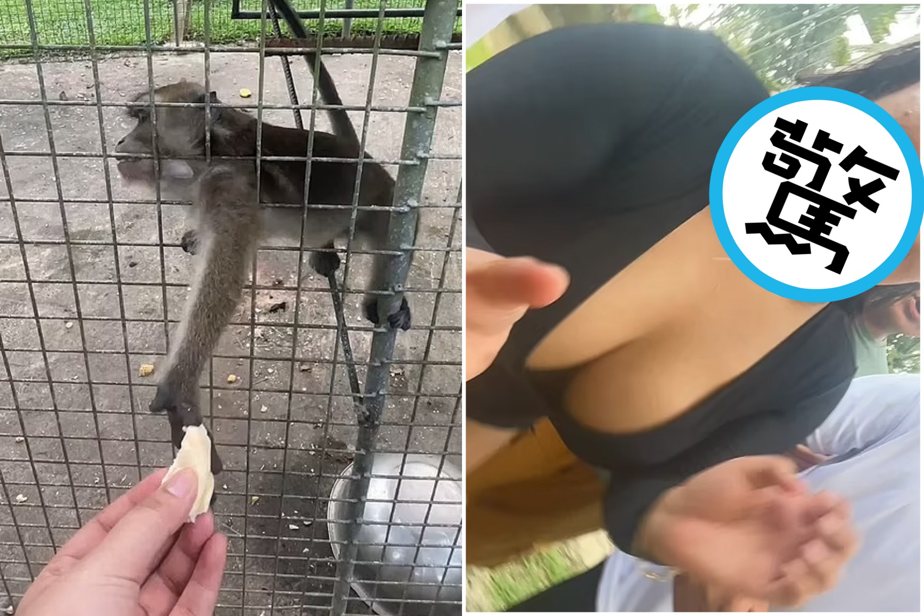 這猴子是老司機？硬搶遊客手機，結果拍到一堆「偉大奶奶」。（翻自《每日郵報》）