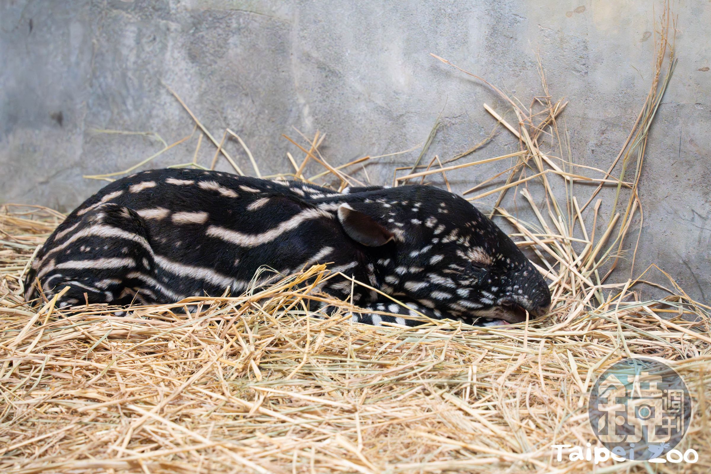 動物園迎來新生貘寶寶,再次展開命名活動。(台北市立動物園提供)
