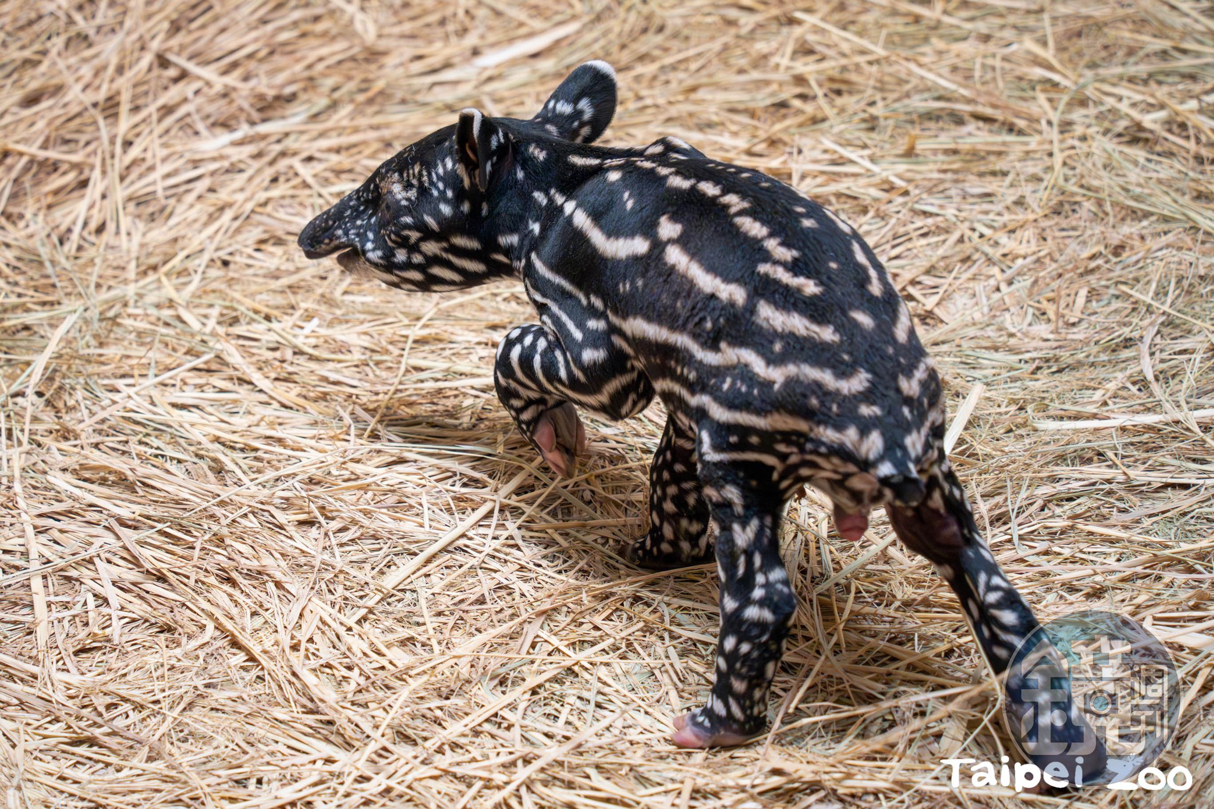 新生貘寶寶是個小男生。(台北市立動物園提供)