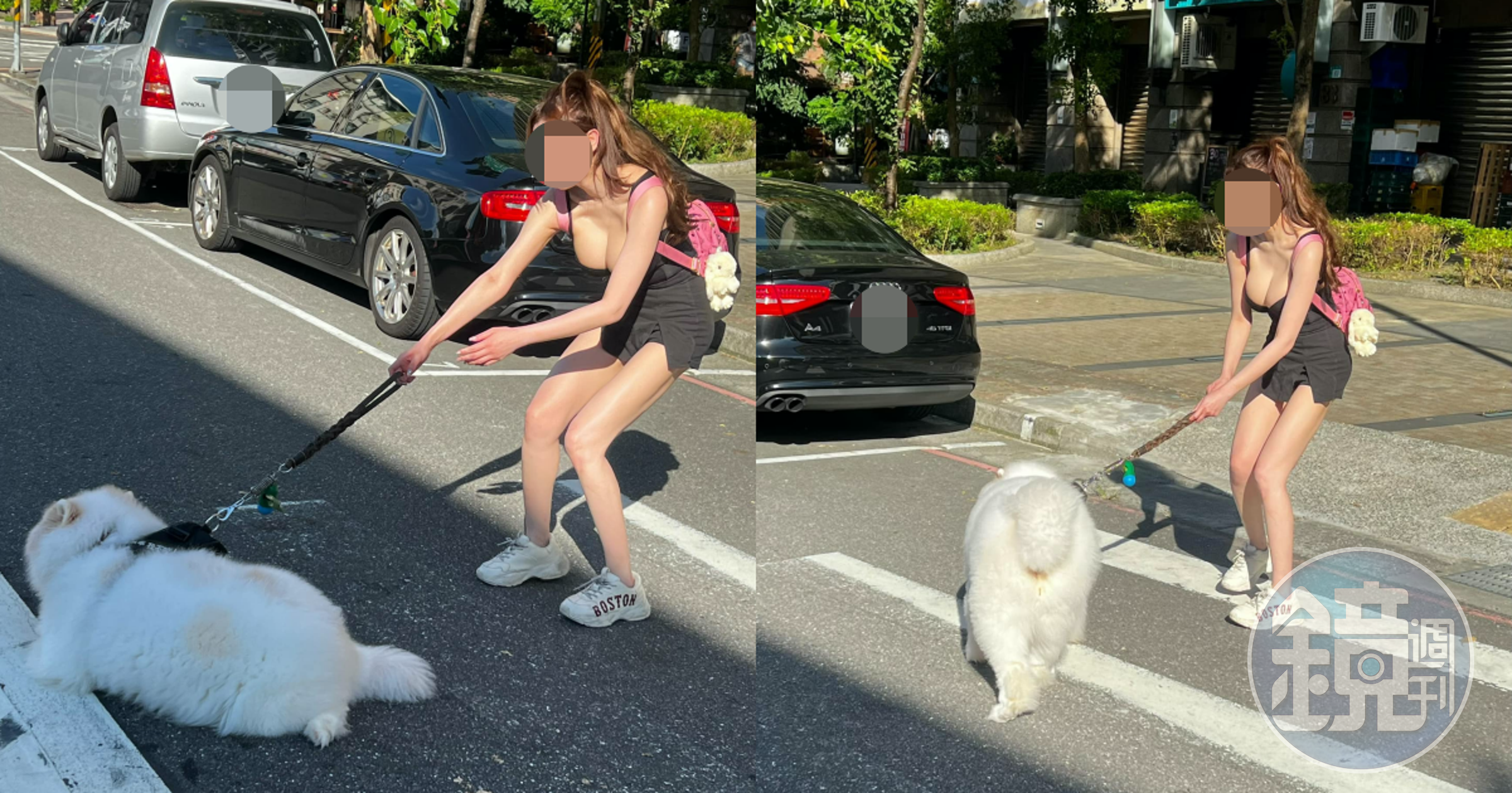 新北一名爆乳妹牽狗過馬路，騎士乖乖停讓。（翻攝自●【爆廢公社二館】●臉書）