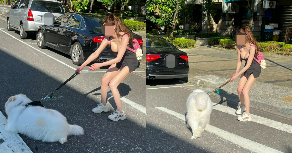 新北一名爆乳妹牽狗過馬路，騎士乖乖停讓。（翻攝自●【爆廢公社二館】●臉書）