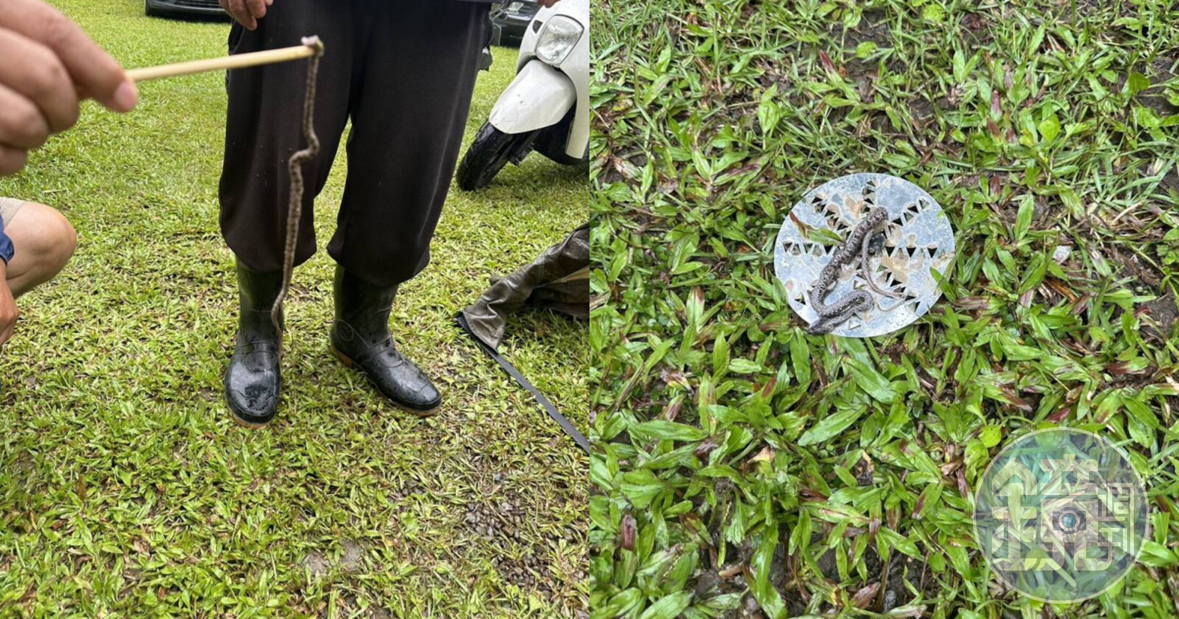 新竹尖石鄉一條龜殼花因被露營客踩到而咬人，慘遭打死。（翻攝自兩棲爬蟲萬事屋 - Herptile’s Yorozuya臉書）
