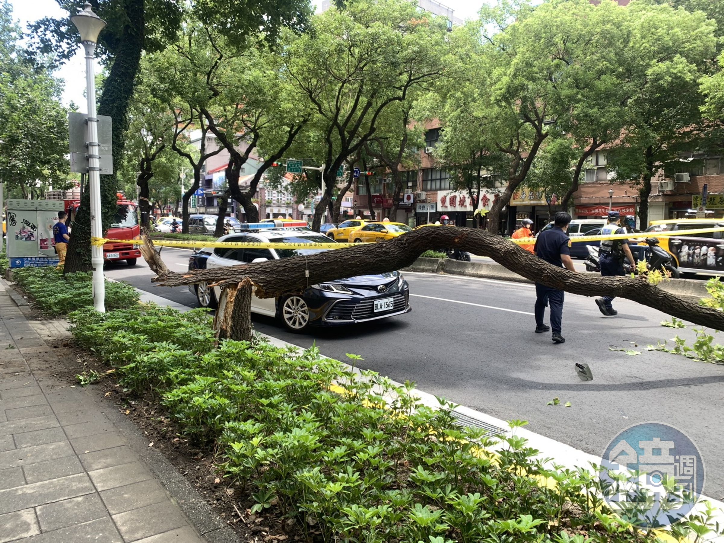 北市中山北路一段路樹突從根部折斷倒塌，意外砸死騎士。（翻攝畫面）