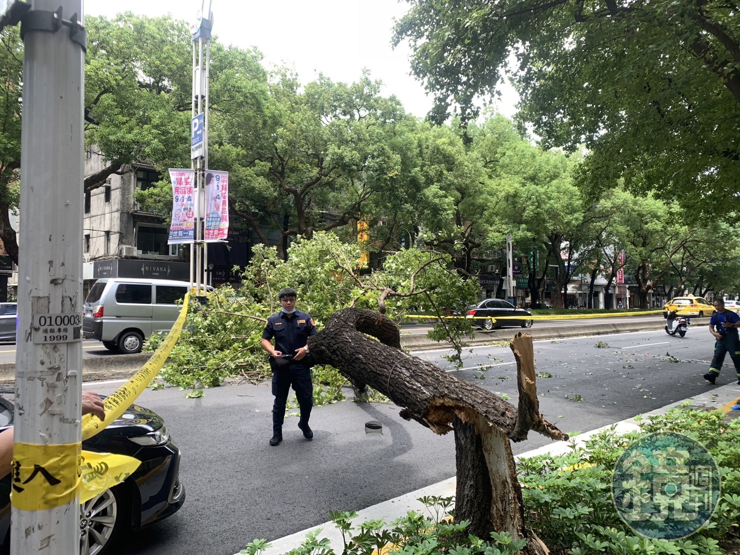 警方封鎖現場調查蒐證，釐清樹斷原因。（翻攝畫面）