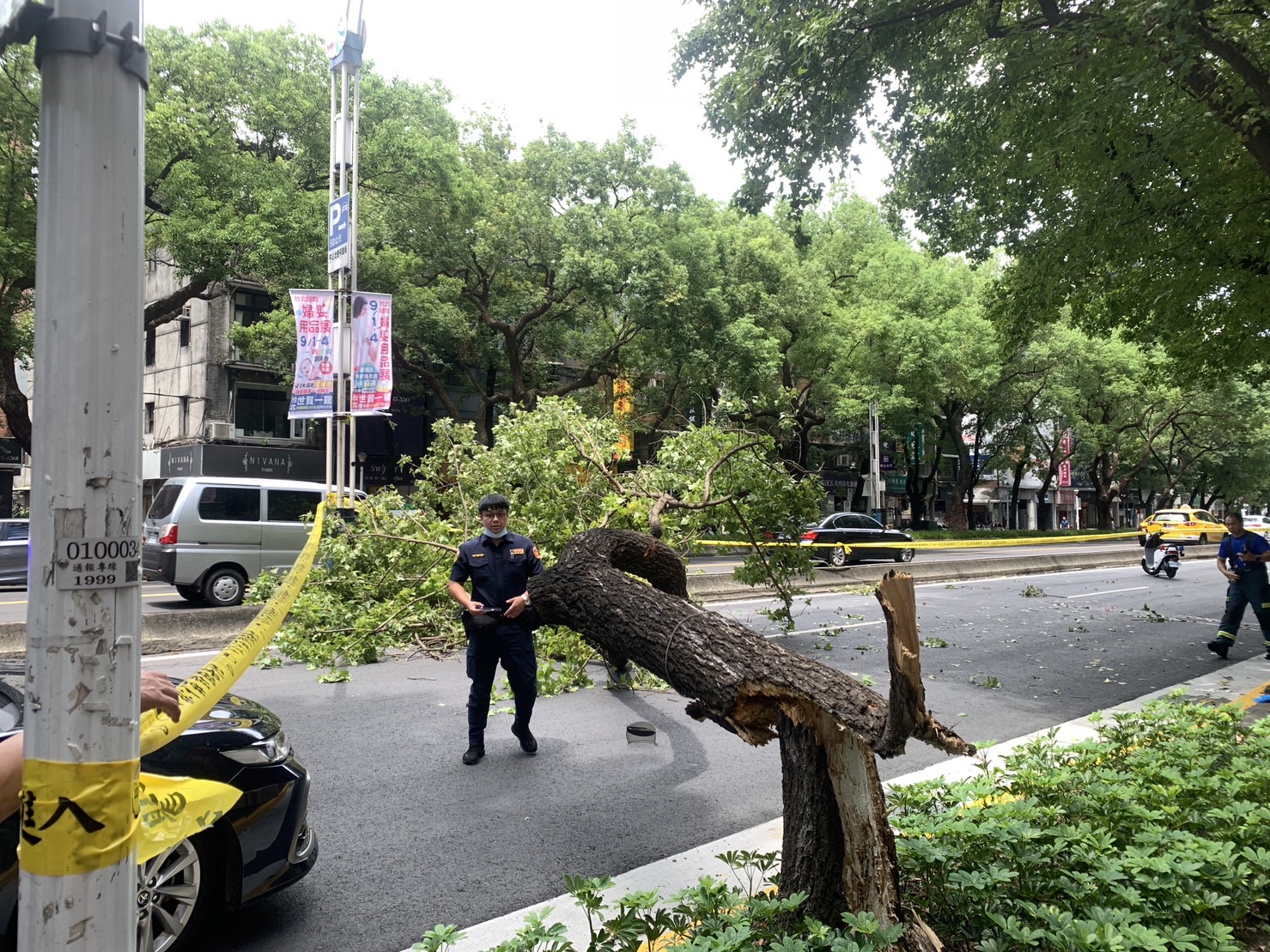 警方封鎖現場調查蒐證，釐清樹斷原因。（翻攝畫面）
