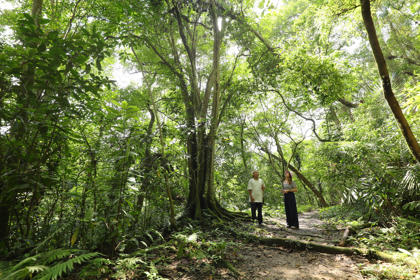 深藏山林荒廢30年的古道生態豐富,巨大的板根盤據。