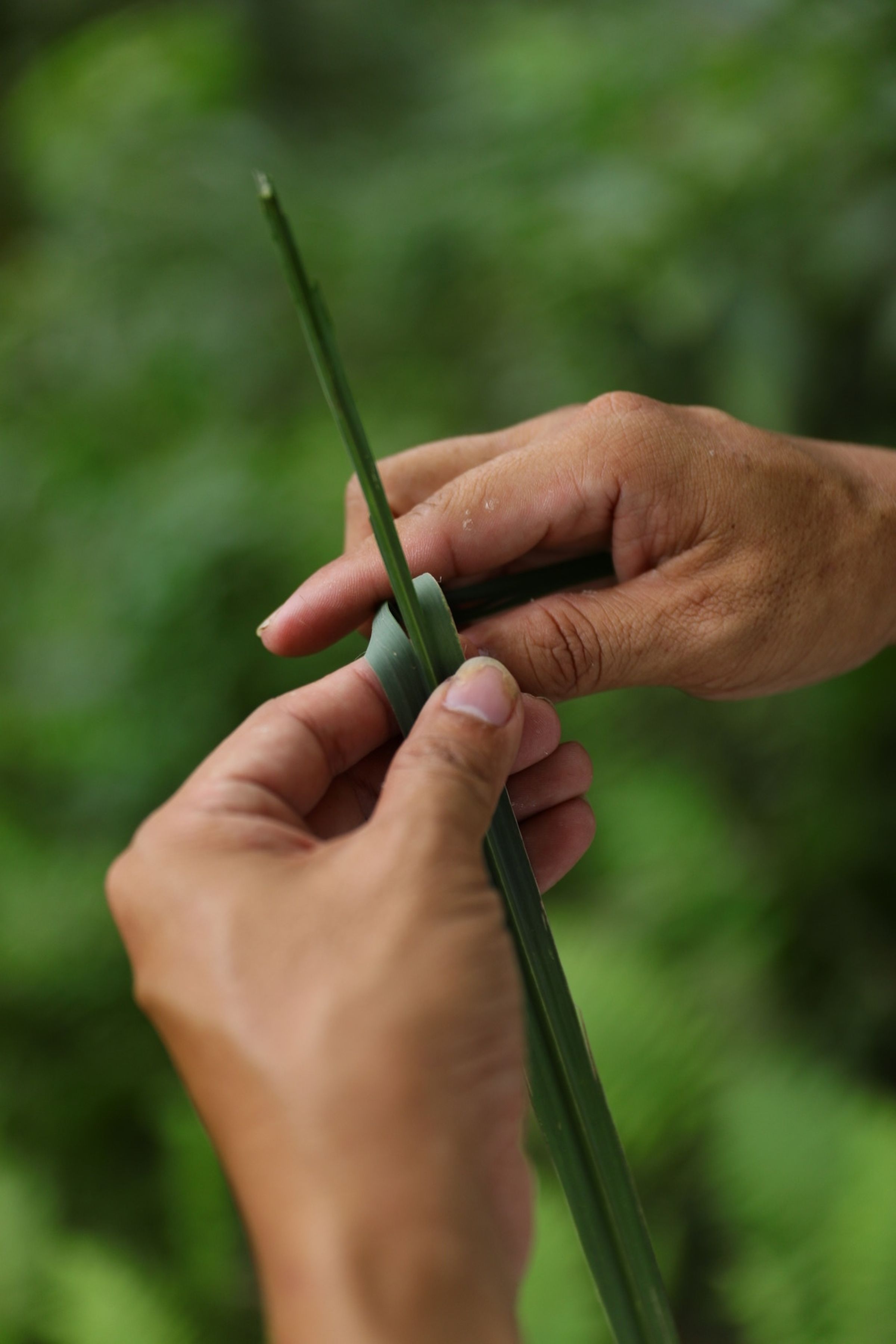 走在古道裡也有小樂趣，比如就地取材製成的「芒草箭」涮一聲就能飛上天。