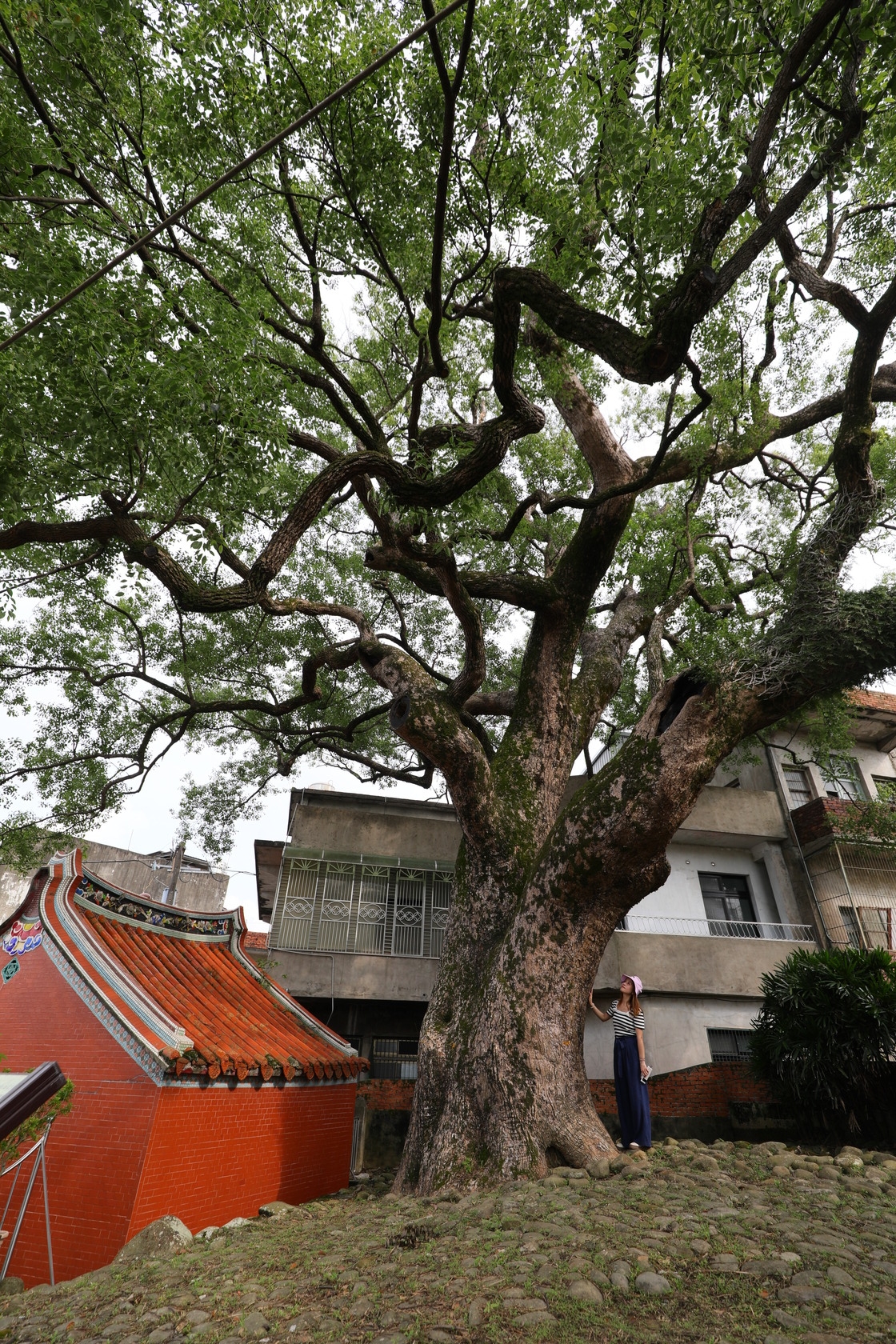 300年的老榕樹位於土地公「伯公」旁，也是老人家午後閒聊納涼的好去處。