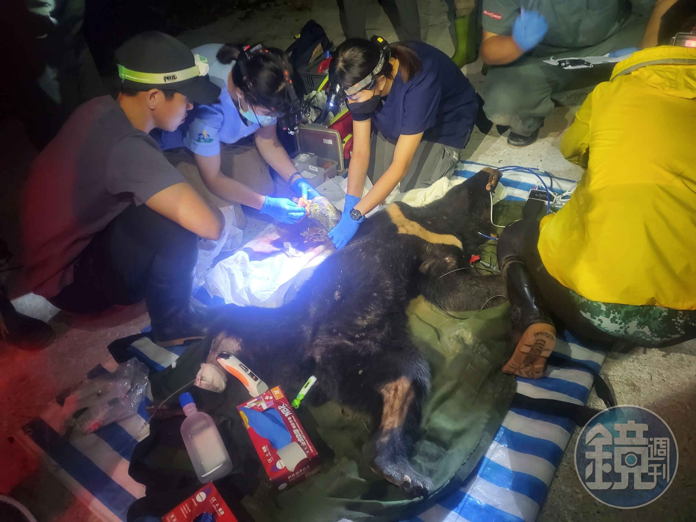台灣黑熊受困至少2日才被發現,救援團隊在現場替其進行截掌手術。(林業保育署花蓮分署提供)
