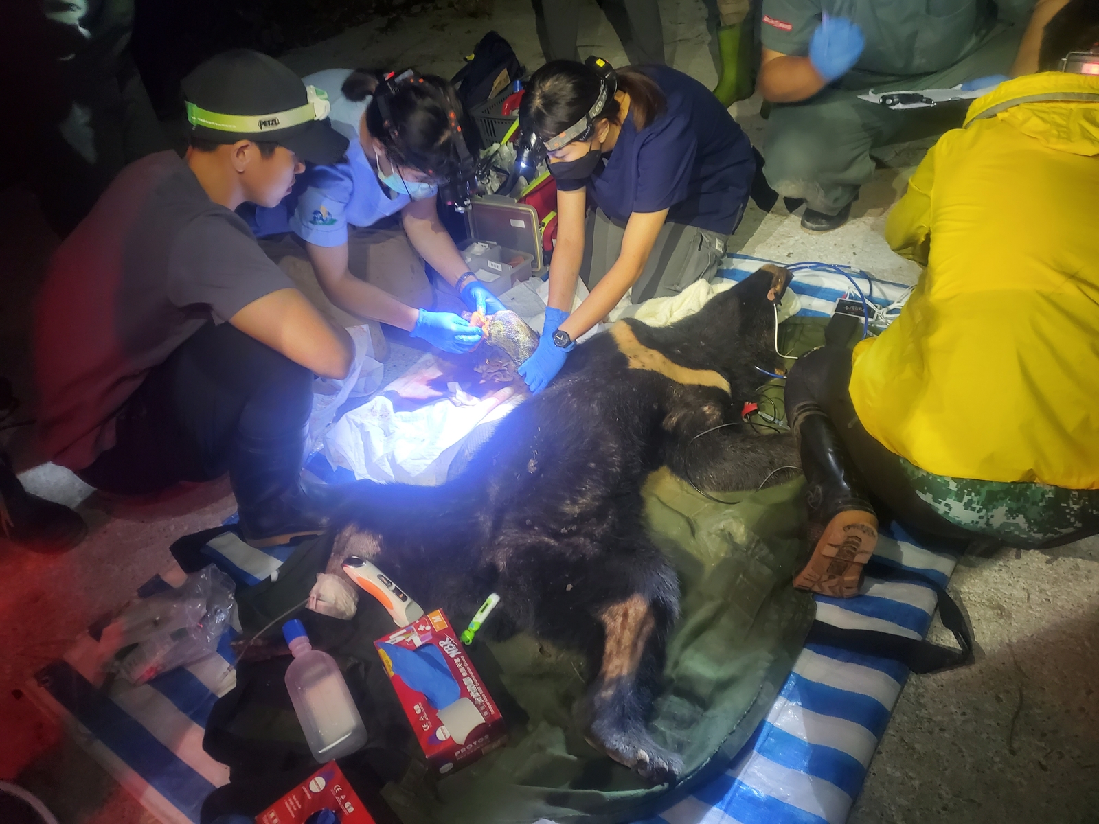 台灣黑熊受困至少2日才被發現，救援團隊在現場替其進行截掌手術。（林業保育署花蓮分署提供）