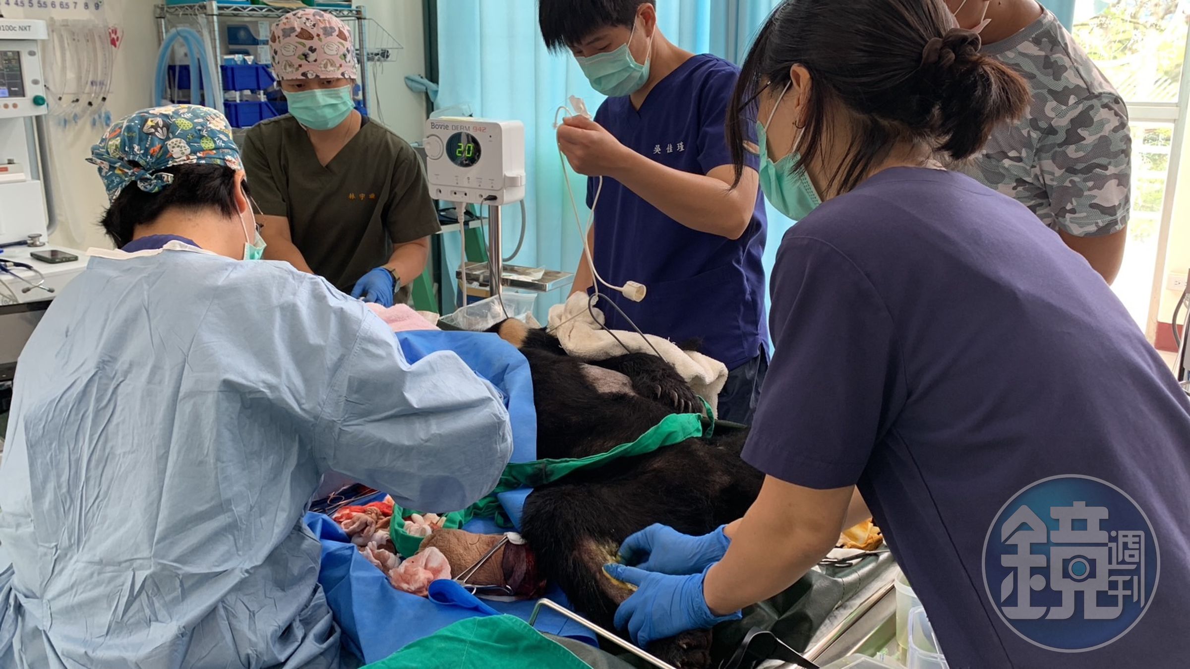 獲救的台灣黑熊後送至東部野生動物救傷中心暫留觀察。(林業保育署花蓮分署提供)