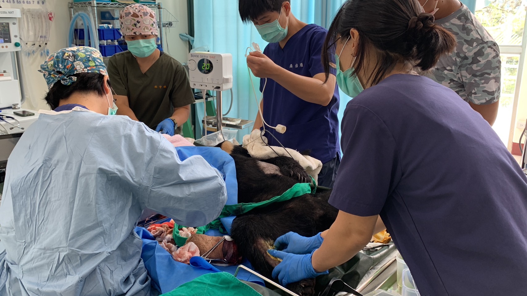 獲救的台灣黑熊後送至東部野生動物救傷中心暫留觀察。（林業保育署花蓮分署提供）