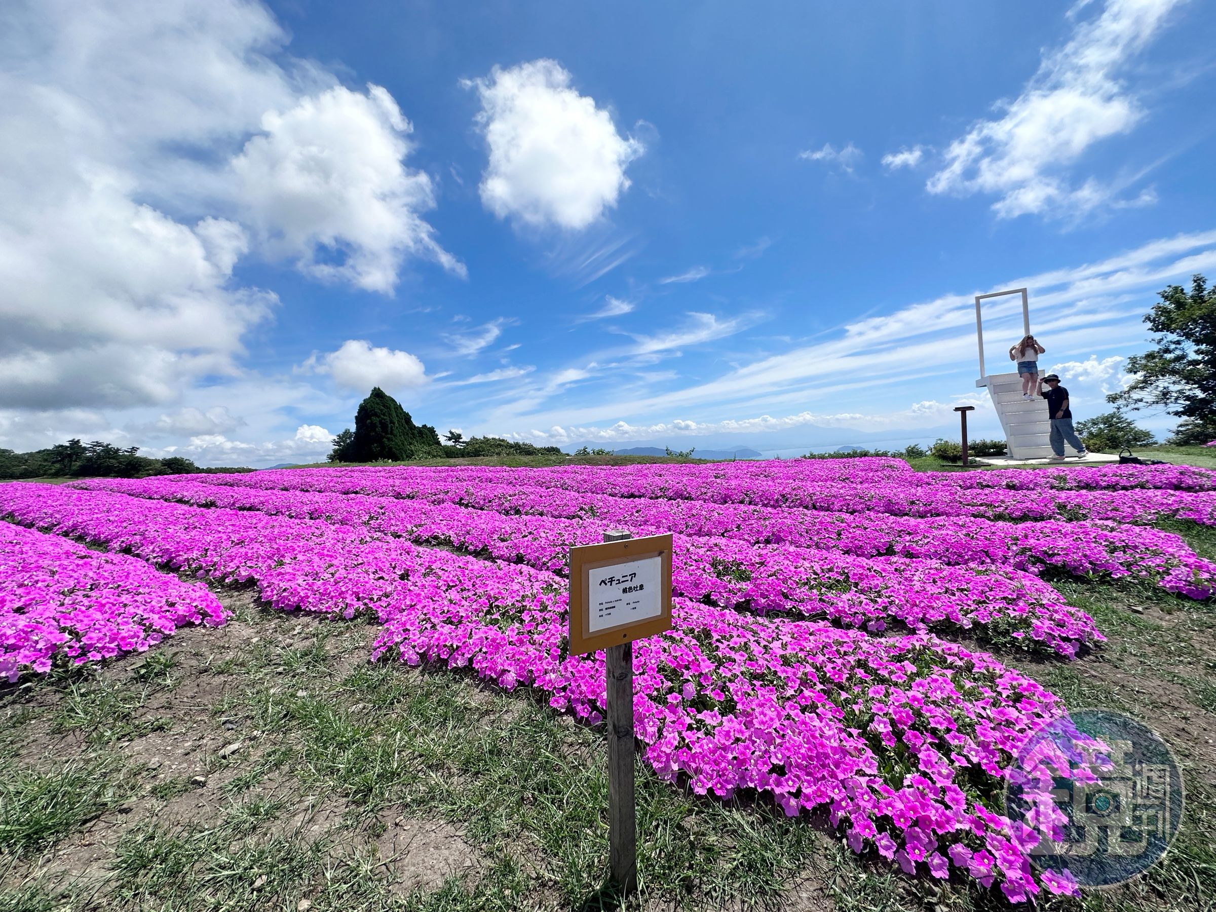 山頂花園共多達15個品種、3萬朵鮮花，隨著季節更迭綻放。