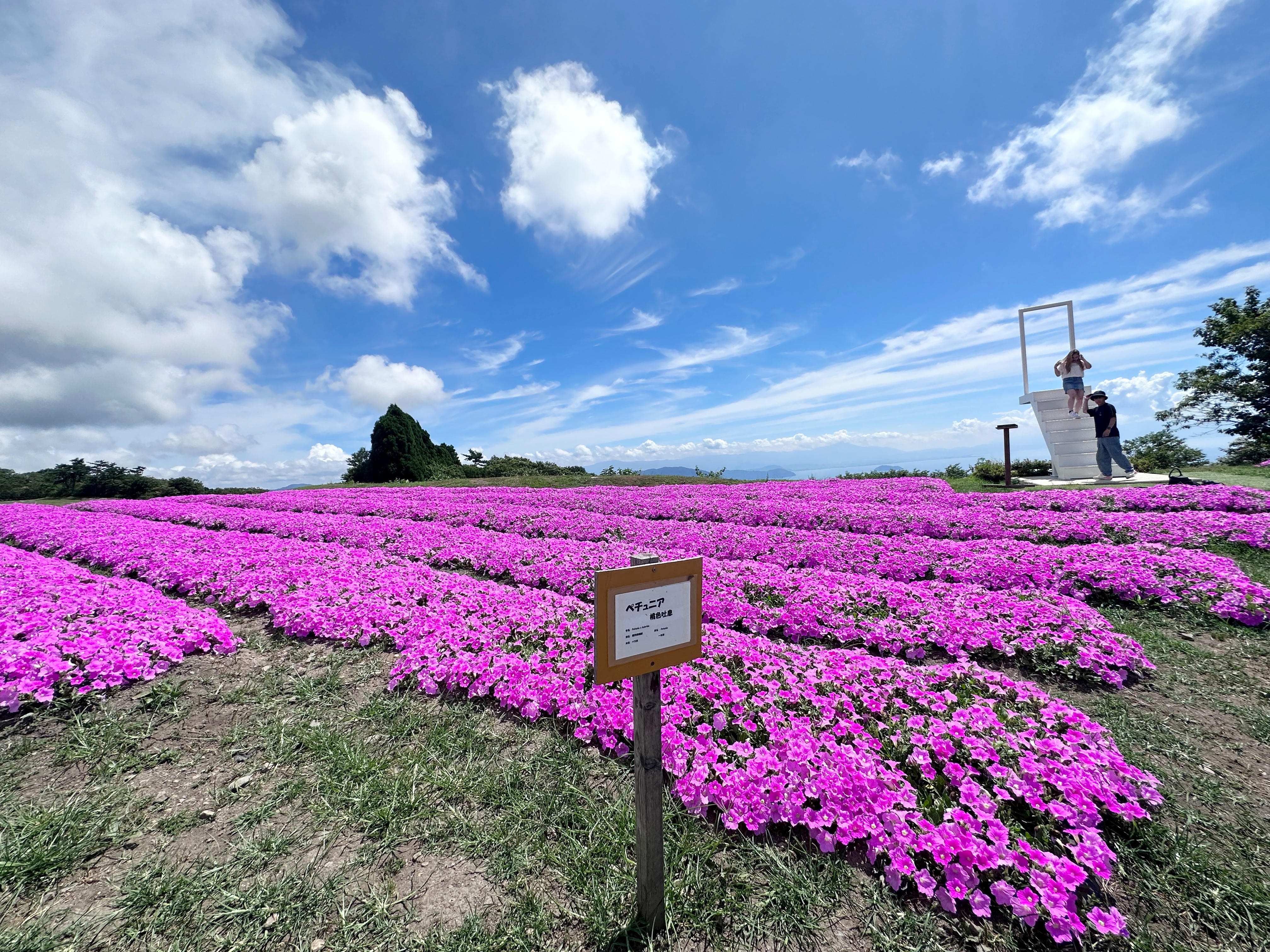 山頂花園共多達15個品種、3萬朵鮮花，隨著季節更迭綻放。
