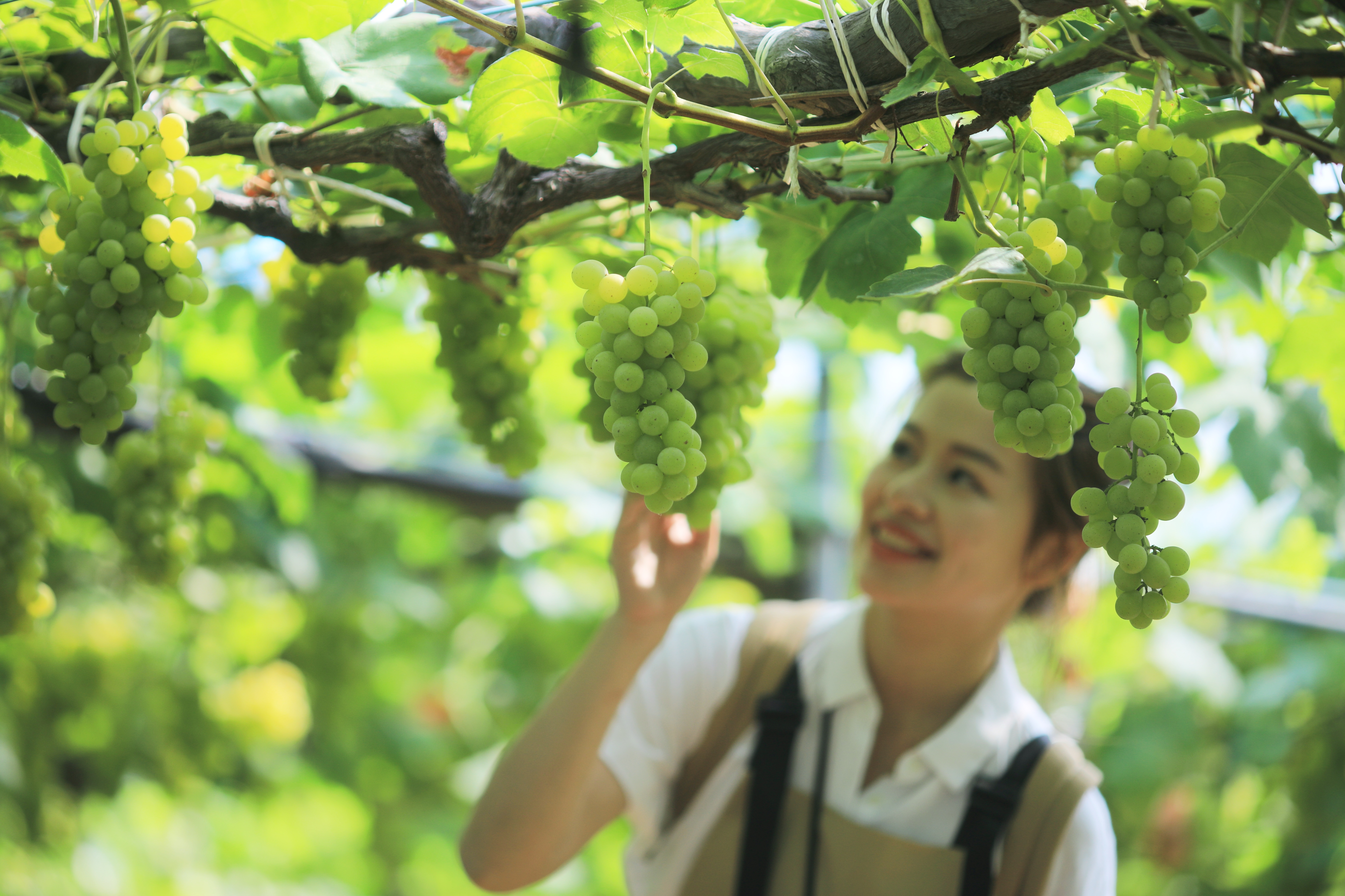 夏季遊日本滋賀，來趟農遊採果約會也很浪漫。