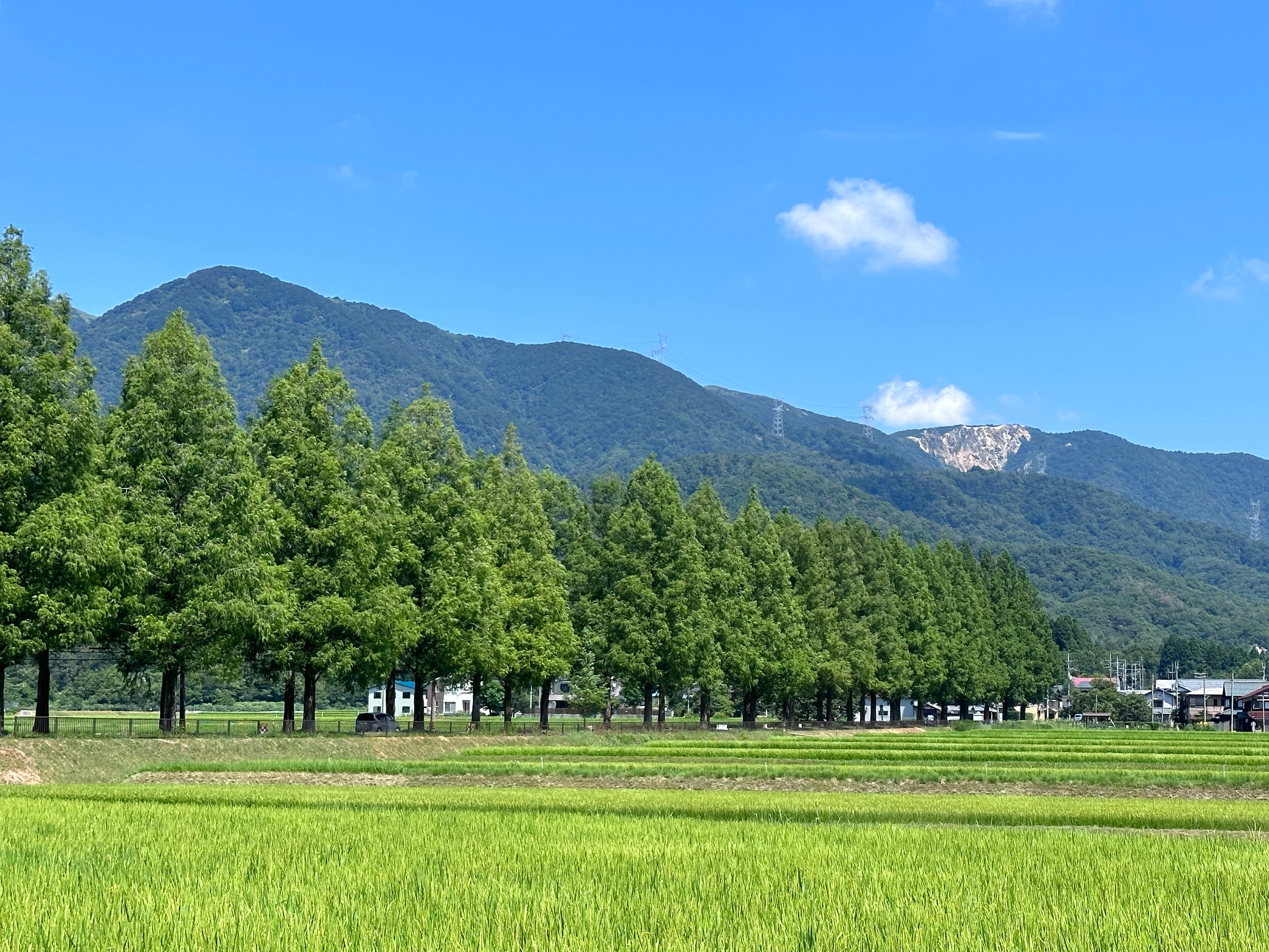 「水杉林蔭大道」美景被評選為「新日本街路樹百景」及「日本紅葉名勝 100選」。