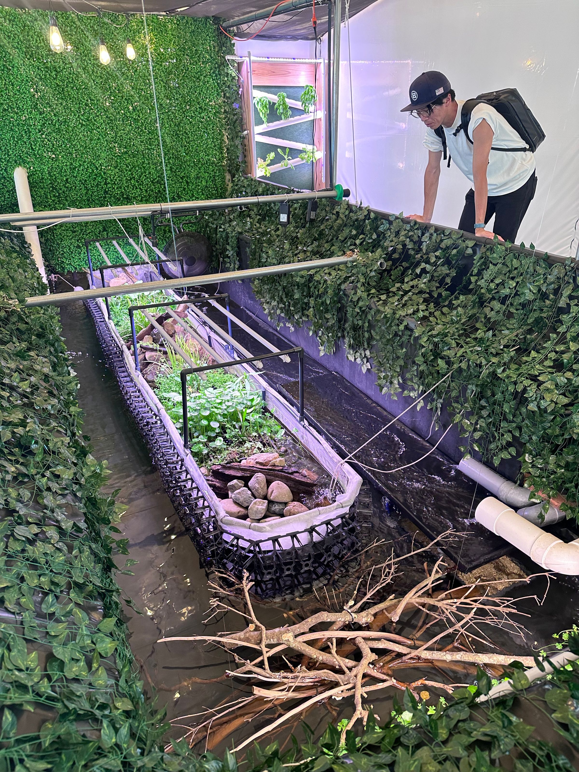淡水長臂大蝦就養殖在溫室裡,透過水生動物中的排泄物與有機質分解過濾後給予植物養分,蔬菜的根系也能將系統內的水質淨化供水生動物使用。
