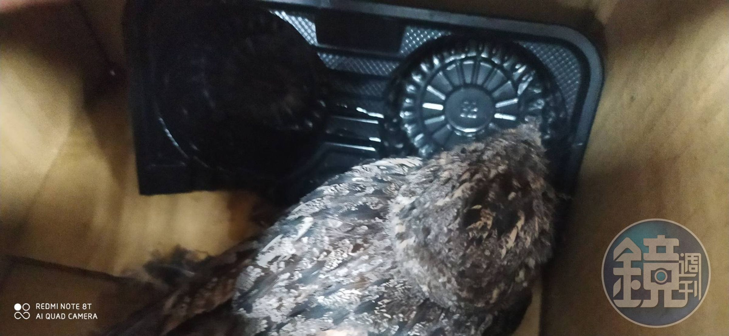 夜鷹主要食物以鱗翅目昆蟲居多,也會捕食大量出現的蚊蠅如白蟻,被視為益鳥。(新北動保處提供)