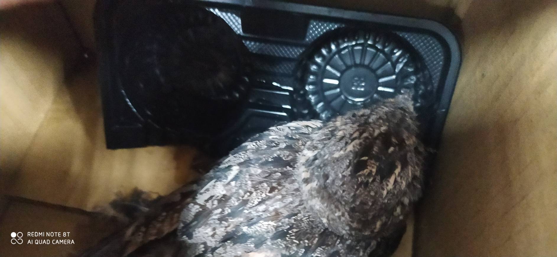 夜鷹主要食物以鱗翅目昆蟲居多,也會捕食大量出現的蚊蠅如白蟻,被視為益鳥。(新北動保處提供)