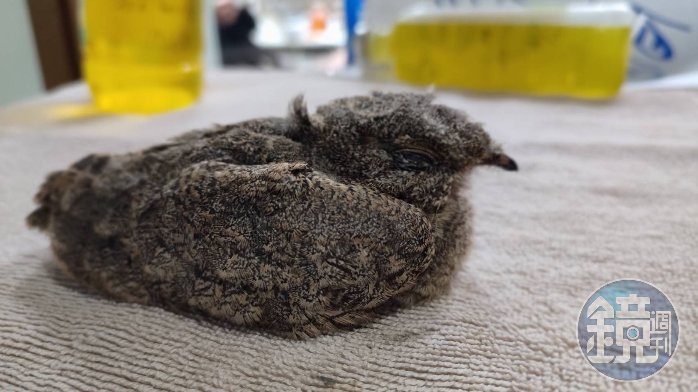 夜鷹棲息地遍布全台,近年來有都市化現象,極佳保護色能混淆天敵視覺。(新北動保處提供)