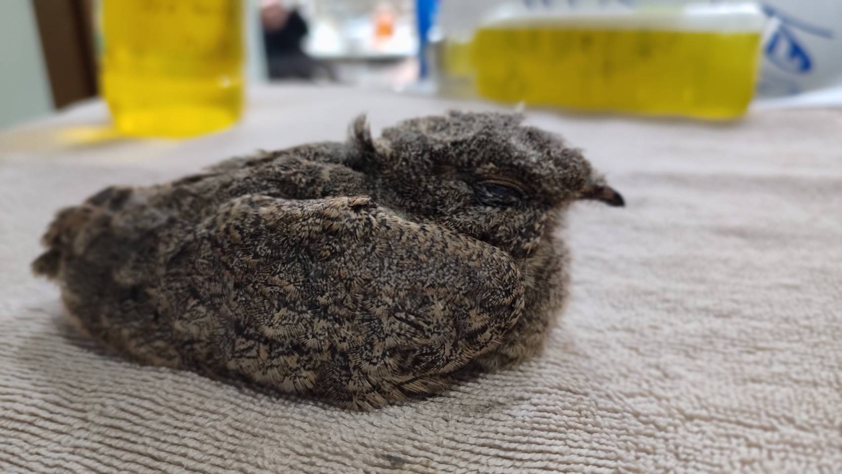 夜鷹棲息地遍布全台,近年來有都市化現象,極佳保護色能混淆天敵視覺。(新北動保處提供)