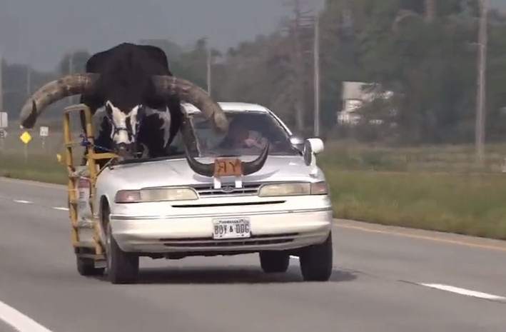 美國一名駕駛開車載牛駛上高速公路，吸引眾人目光。（翻攝X@DailyLoud）
