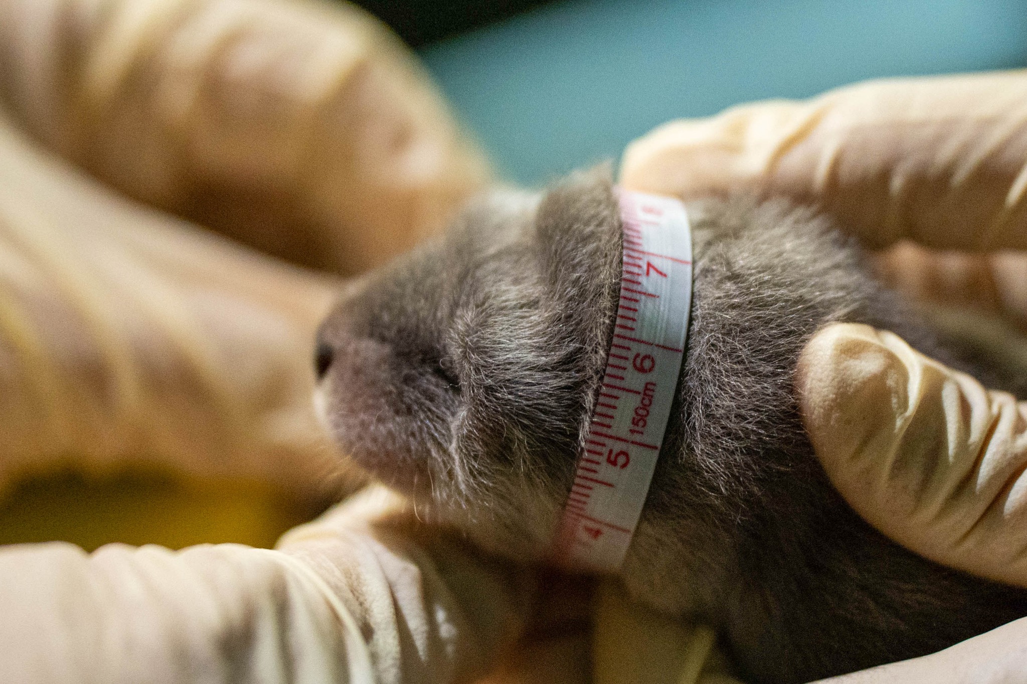 保育員和獸醫趁著水獺媽媽「金萌」離巢箱放風游泳的空檔，快速的檢查兩隻水獺寶寶的狀態。（台北市立動物園提供）